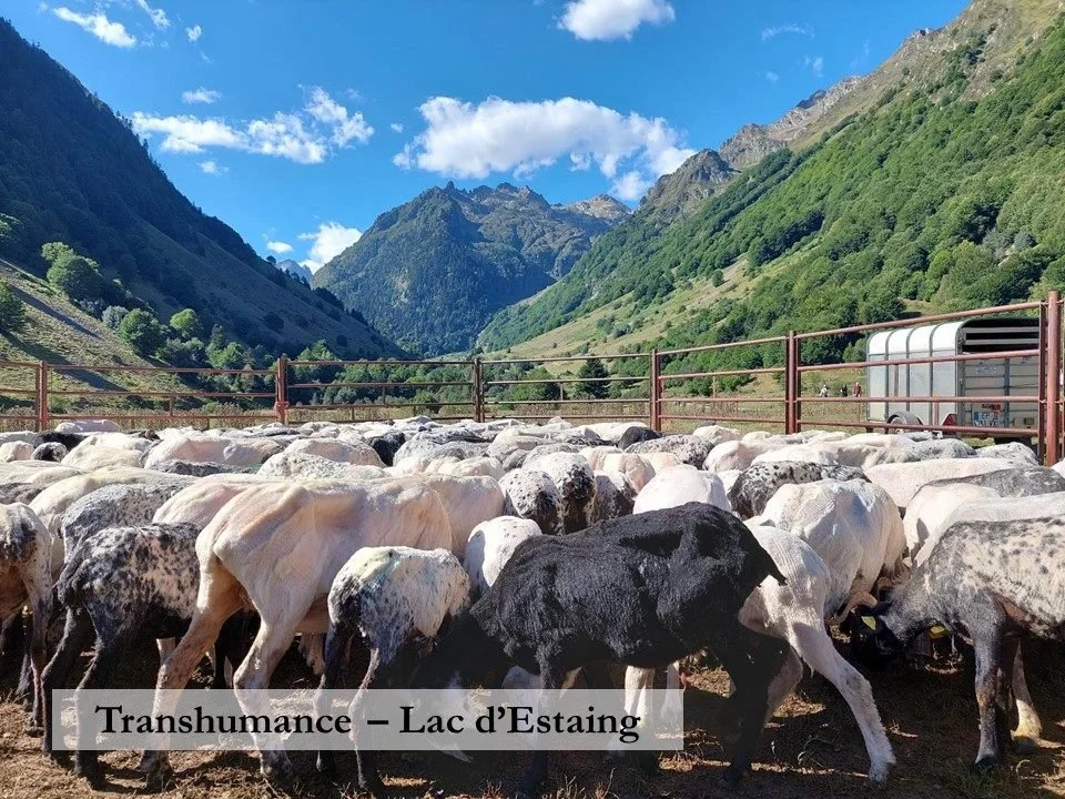 After a summer in the high mountains, a flock of sheep prepares for the long walk home from Lac d’Estaing in the French Pyrenees to the home farm near Bordeaux.
