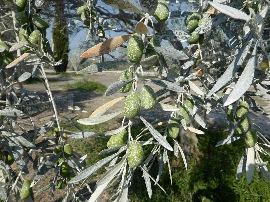 Lucques du Languedoc olives on a tree, such a luxurious variety, connoisseurs call it the Rolls-Royce of olives.