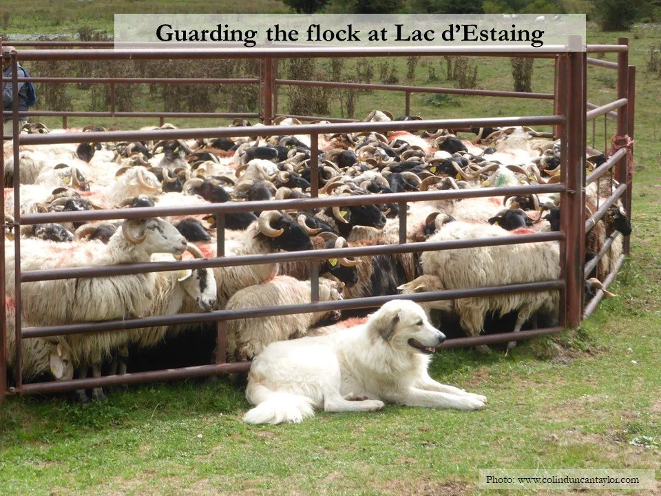 A Pyrenean Mountain dog lying outside a sheep pen full of sheep.