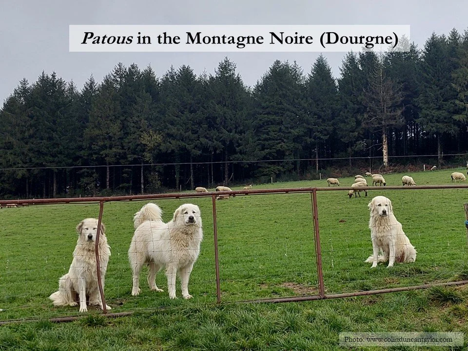 Three Pyrenean Mountain dogs guarding sheep in the Montagne Noire.