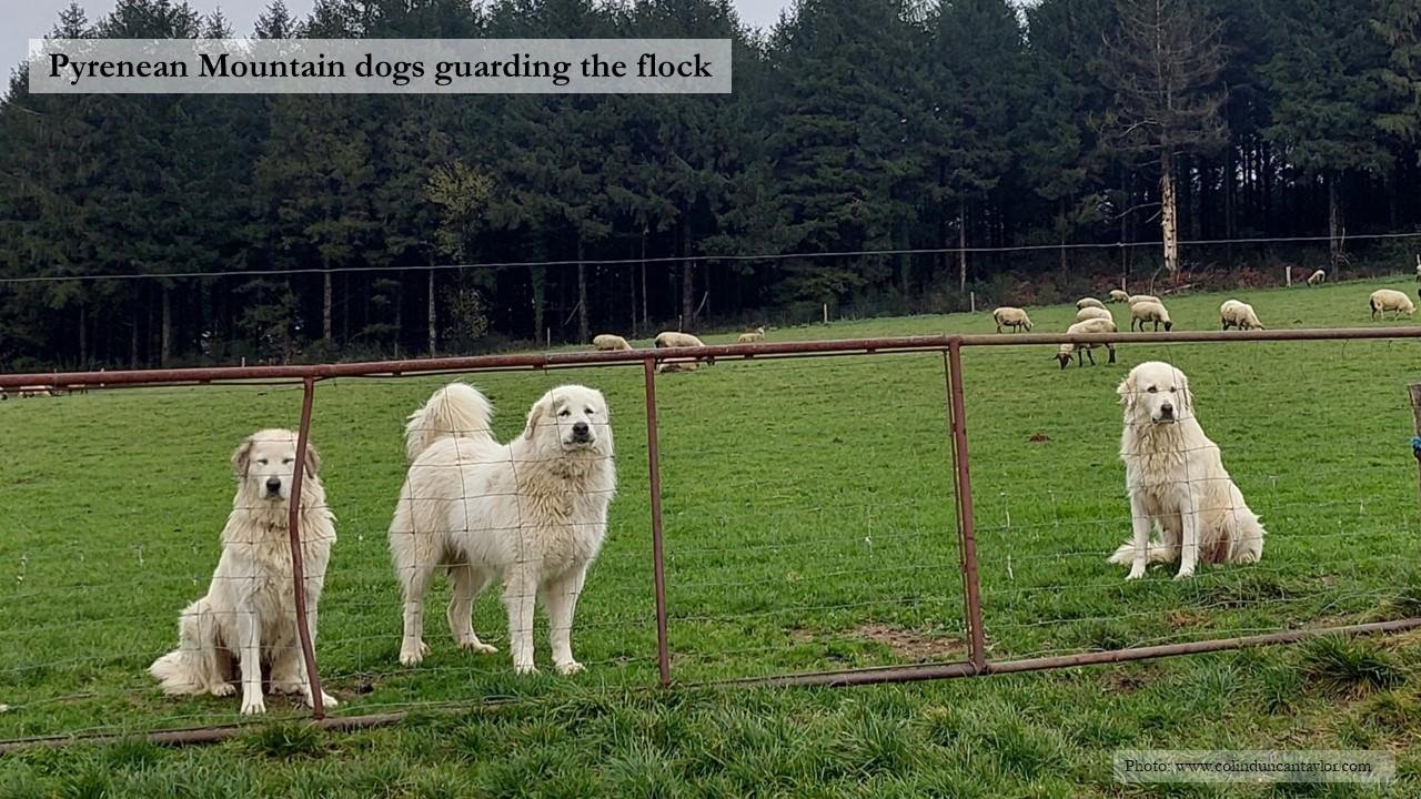 Three Pyrenean Mountain dogs guard a flock of sheep in the Montagne Noire.