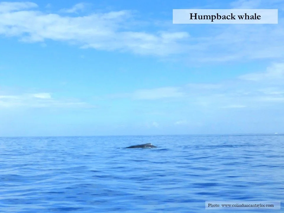 Humback whale off the coast of La Réunion.