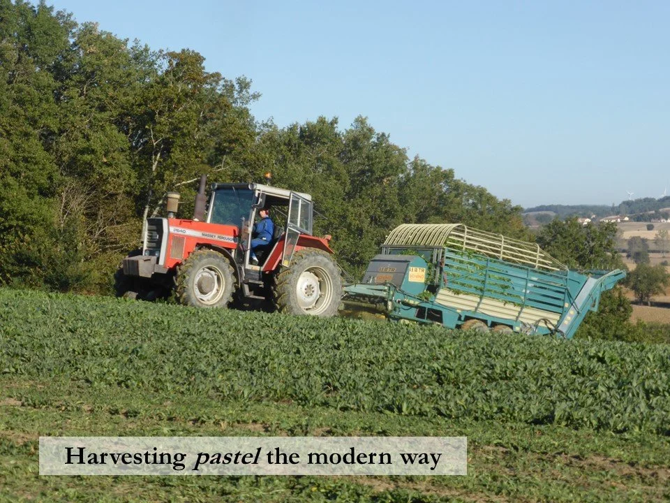 A tractor harvests a field of woad, or pastel, plants at Cambounet-sur-le-Sor.