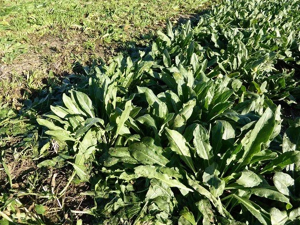 A field of pastel, or woad.