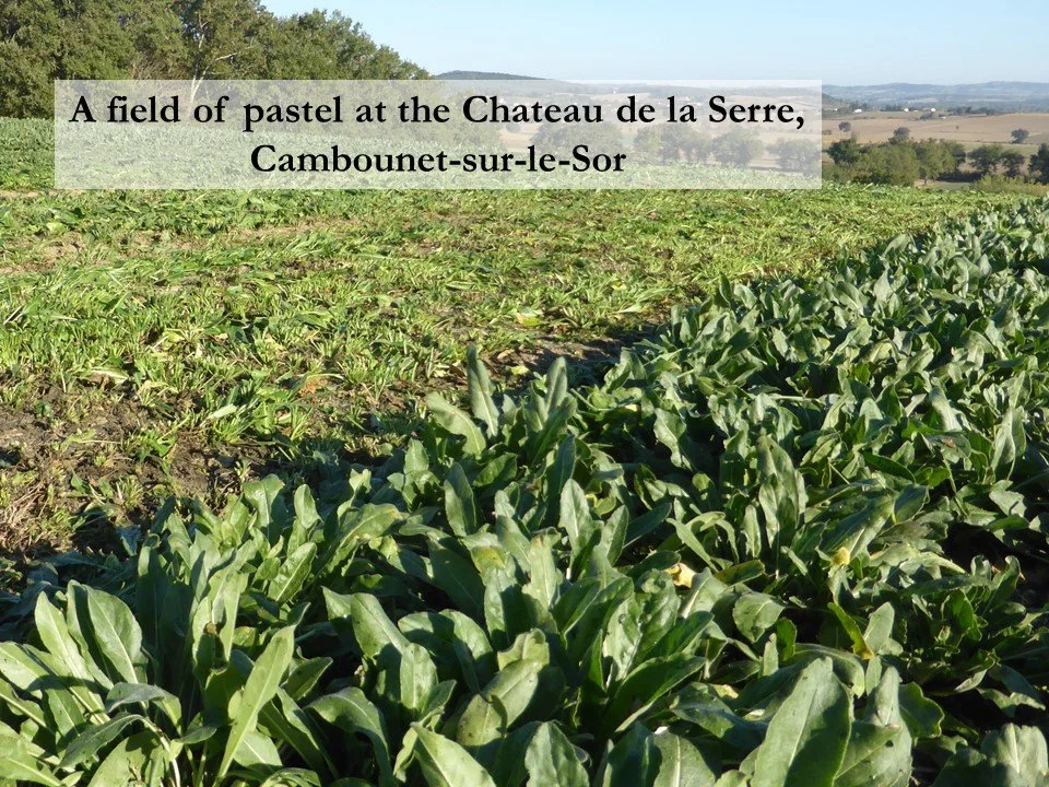 A field of woad, or pastel, plants at Cambounet-sur-le-Sor.