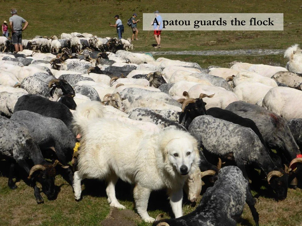 A Great Pyrenean dog escorts a flock of sheep at Lac d'Estaing.