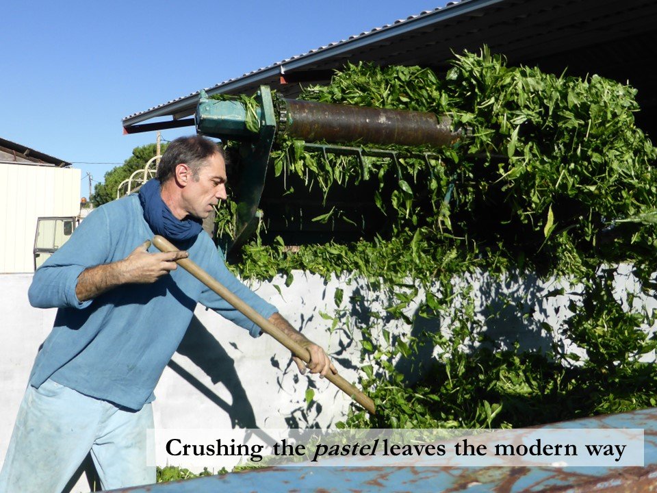 A man wearing a woad-dyed shirt forks green woad leaves into a container to extract the dye.