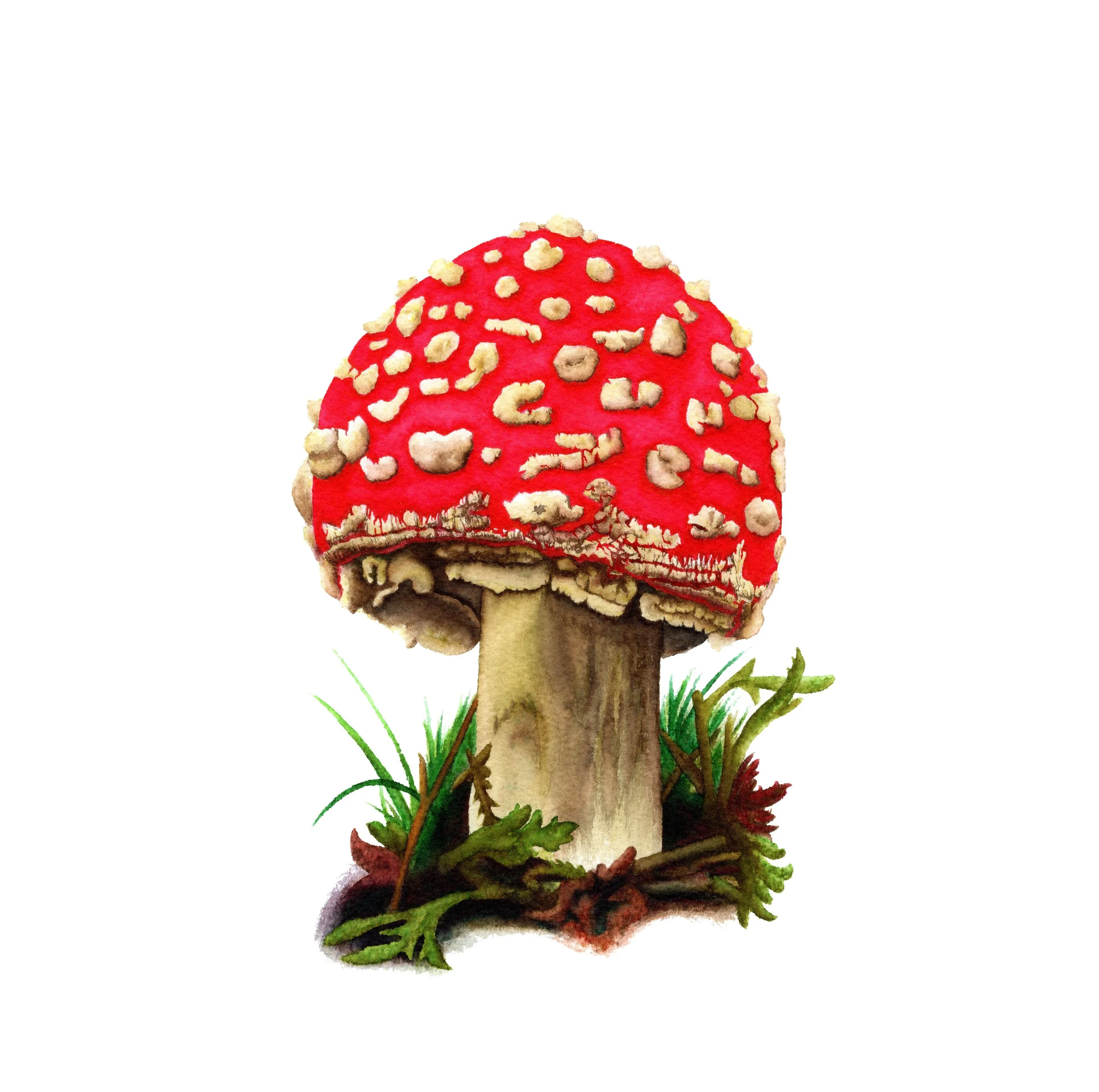 Fly Agaric Mushroom - Fine Art Print