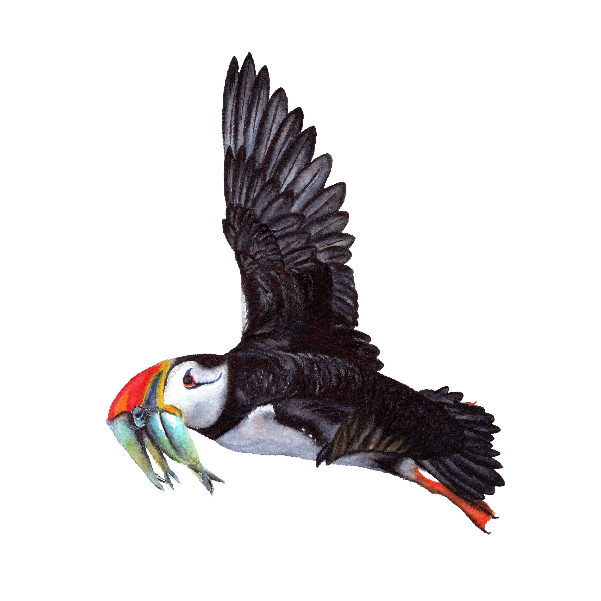 Puffin In Flight - Fine Art Print