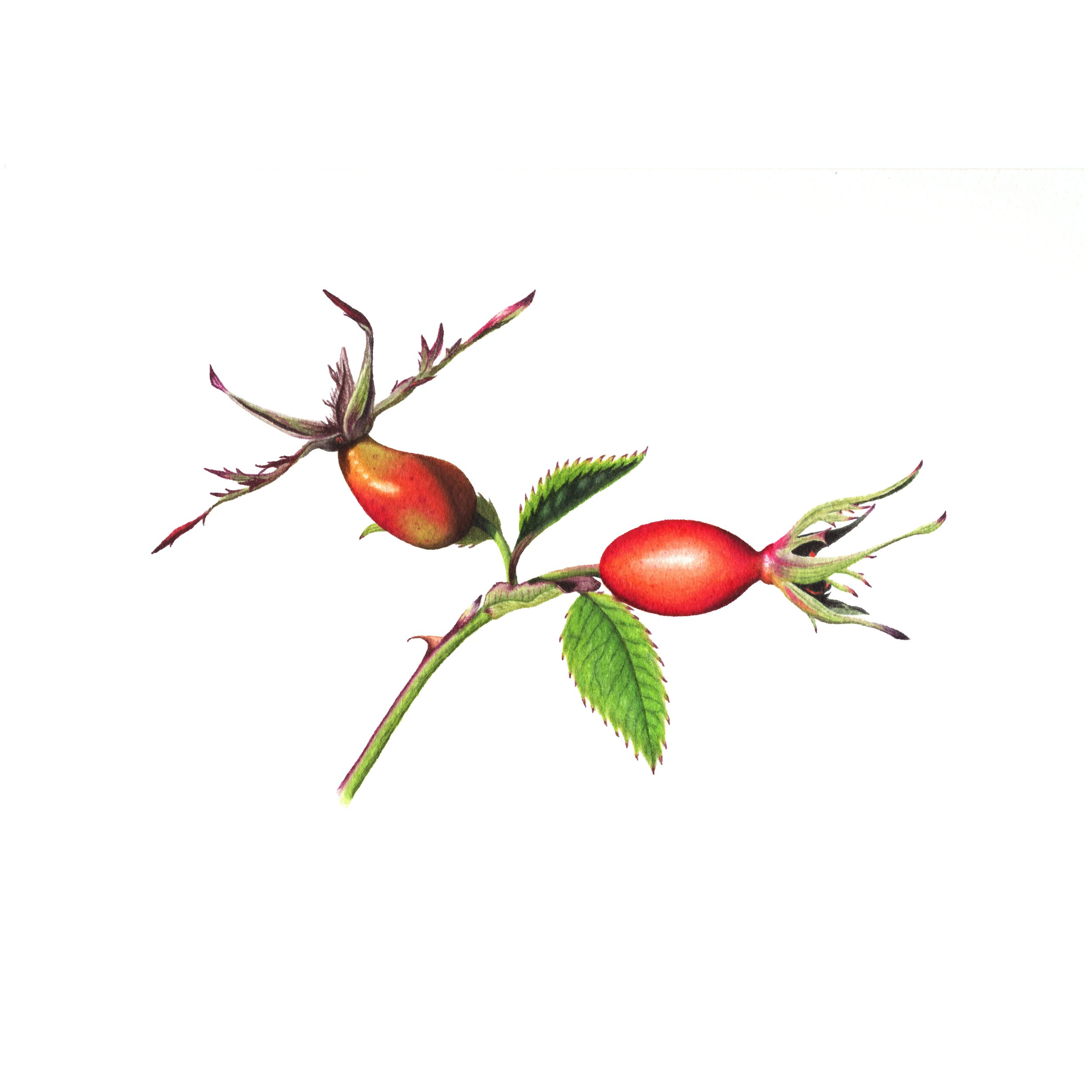 Rosehips - Fine Art Print