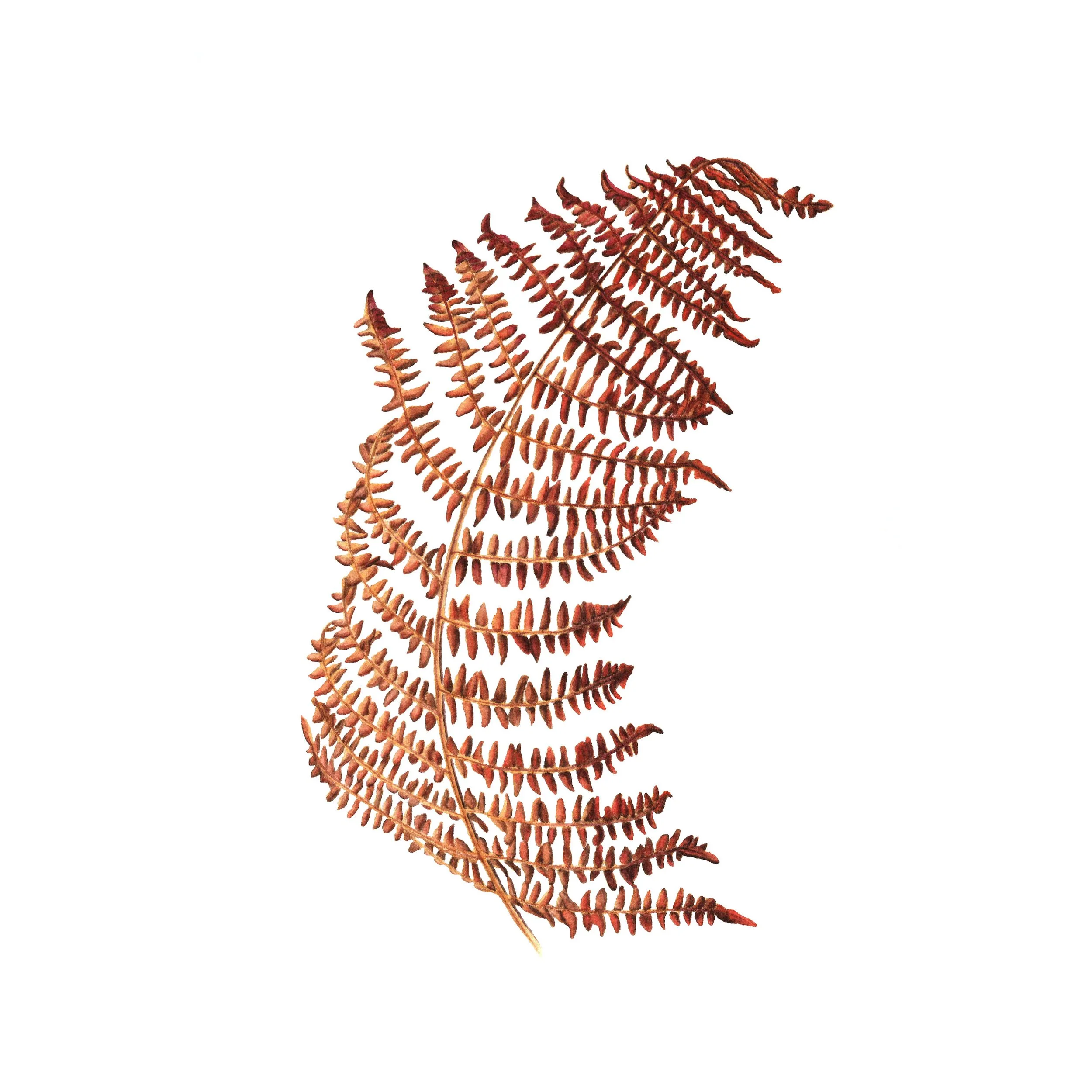 Bracken Leaf - Fine Art Print