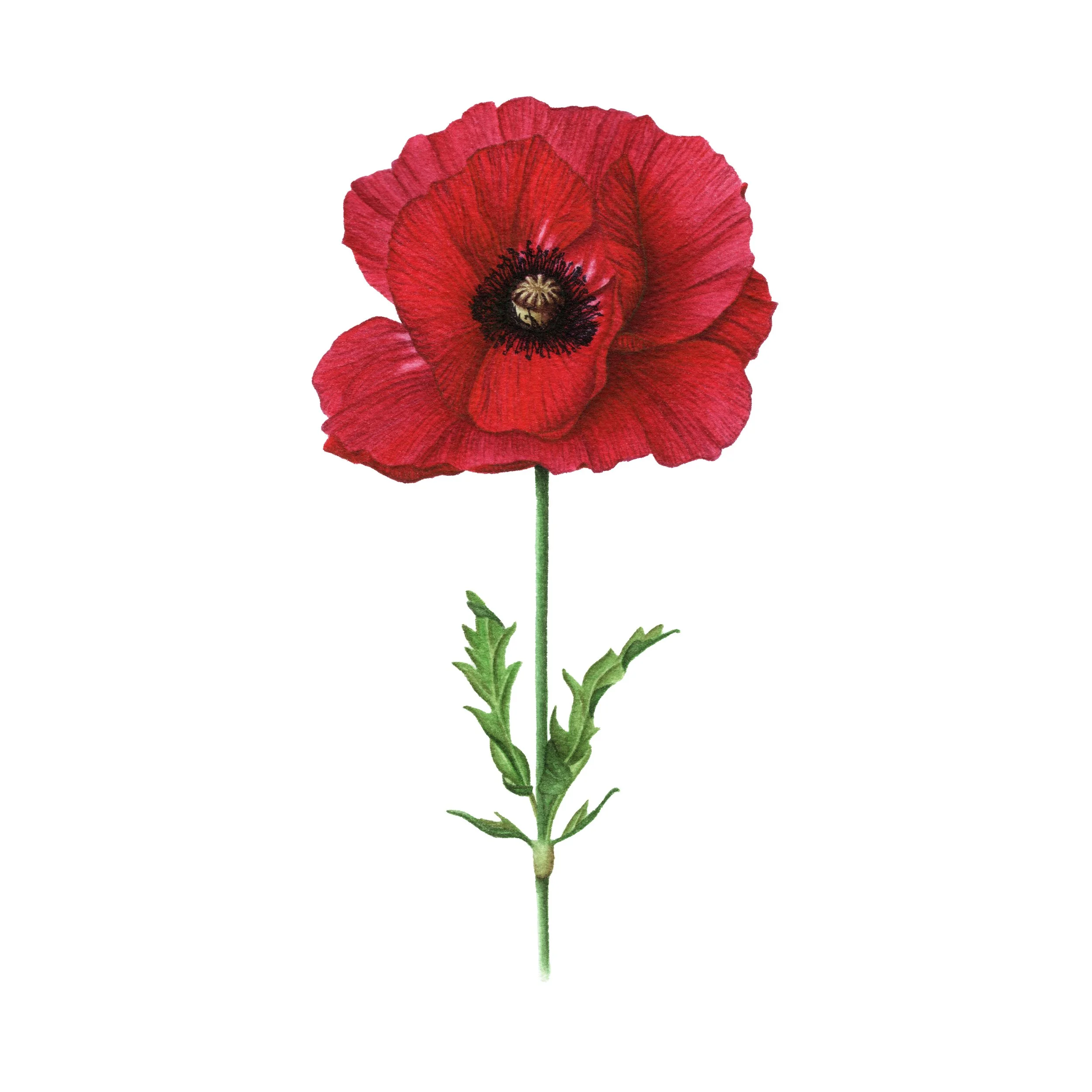 Red Poppy - Fine Art Print