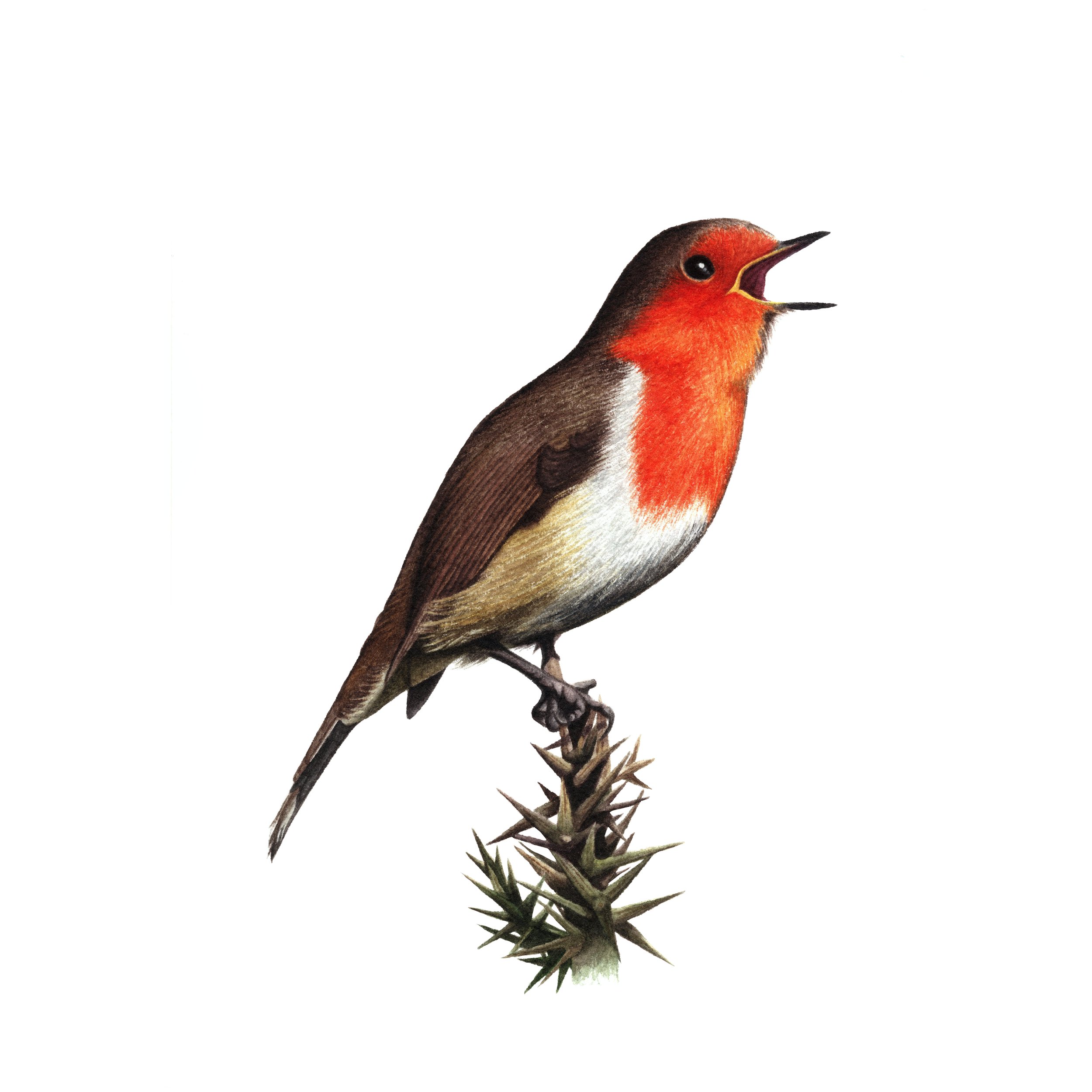 Robin - Fine Art Print