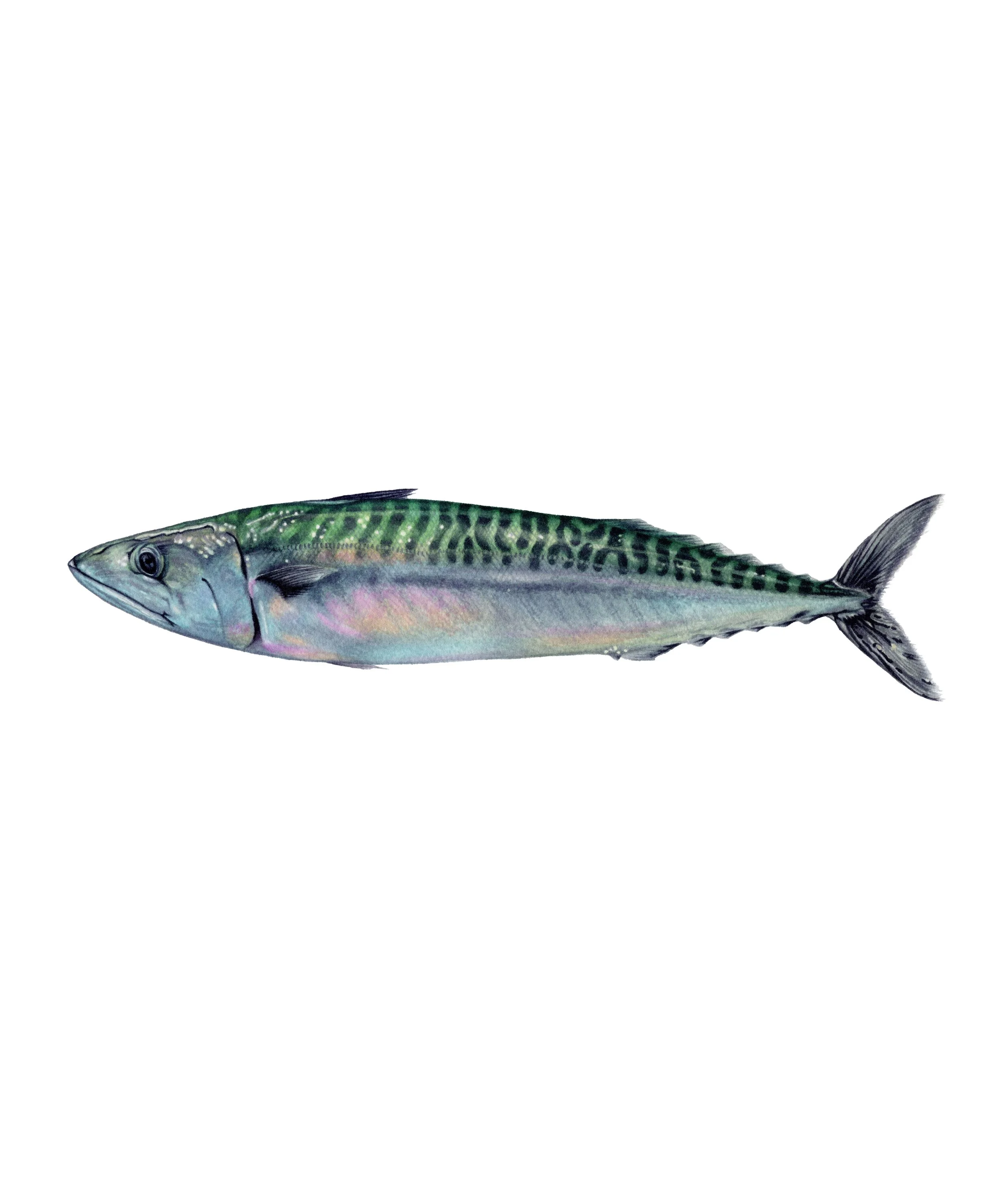 Mackerel WhiteBG.jpg