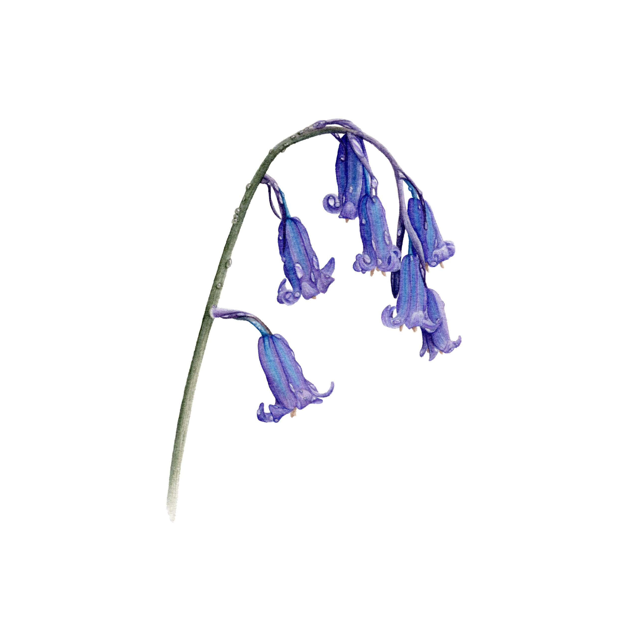 Wild Bluebells - Fine Art Print