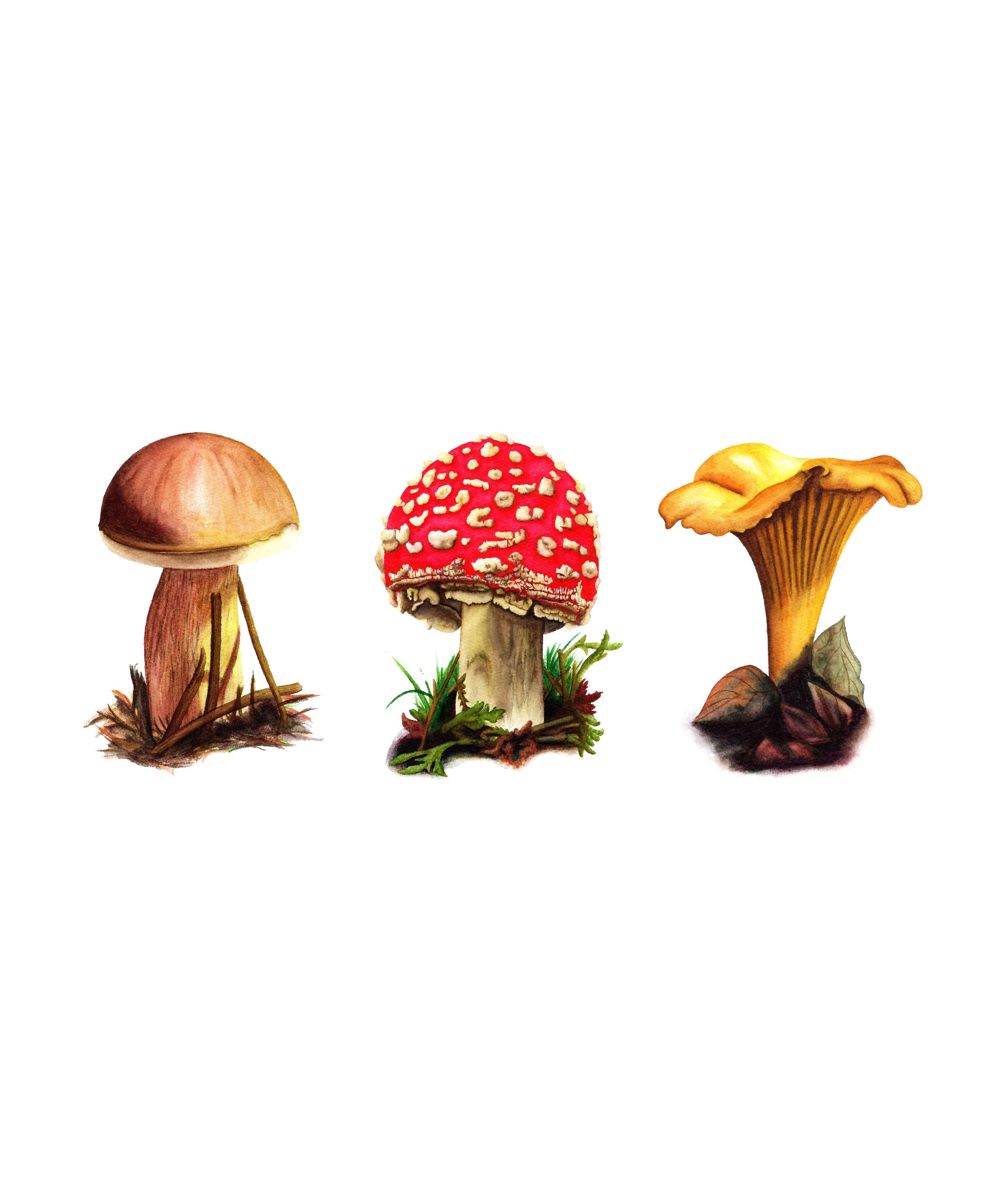 Trio of Wild Mushrooms - Fine Art Print