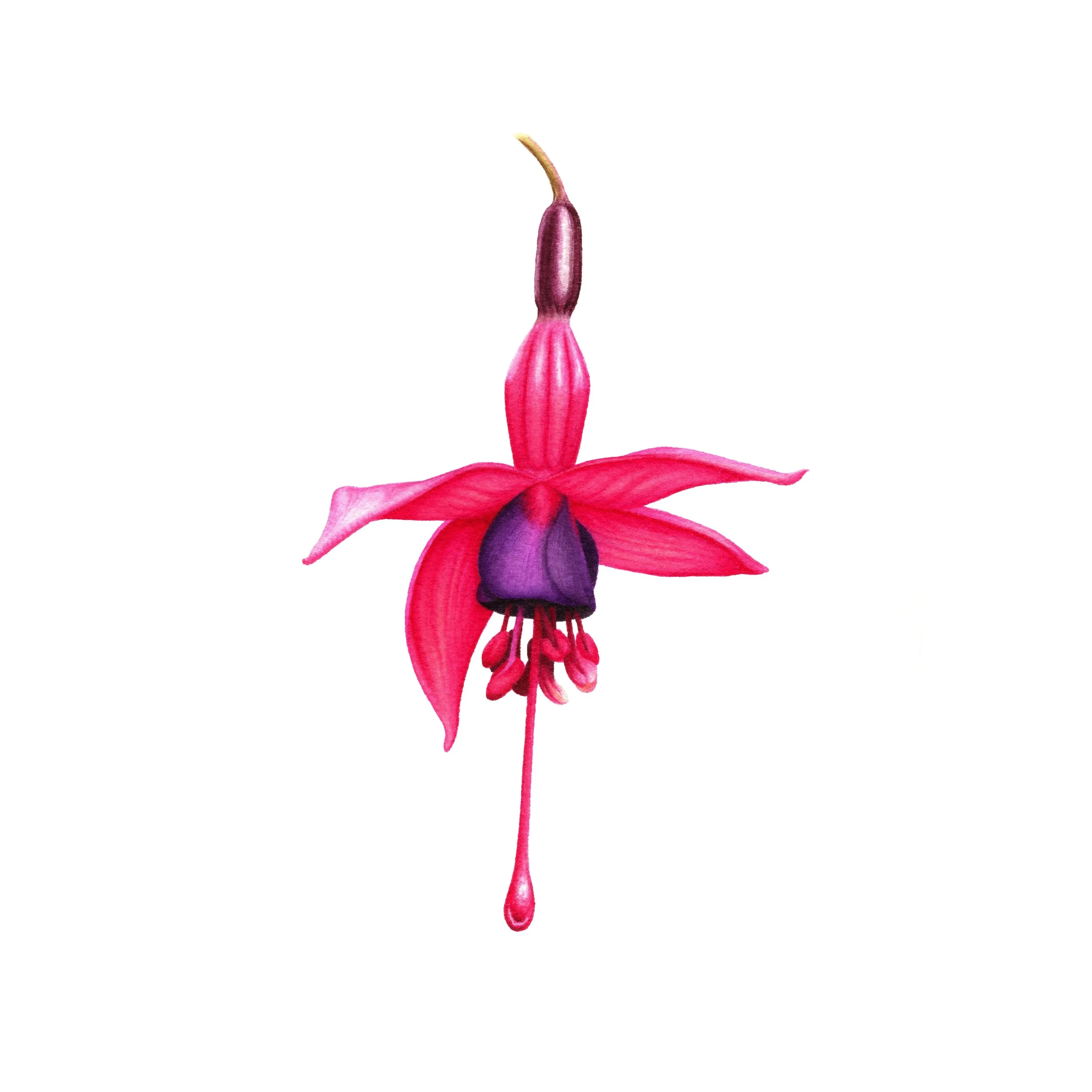 Fuchsia Flower - Fine Art Print