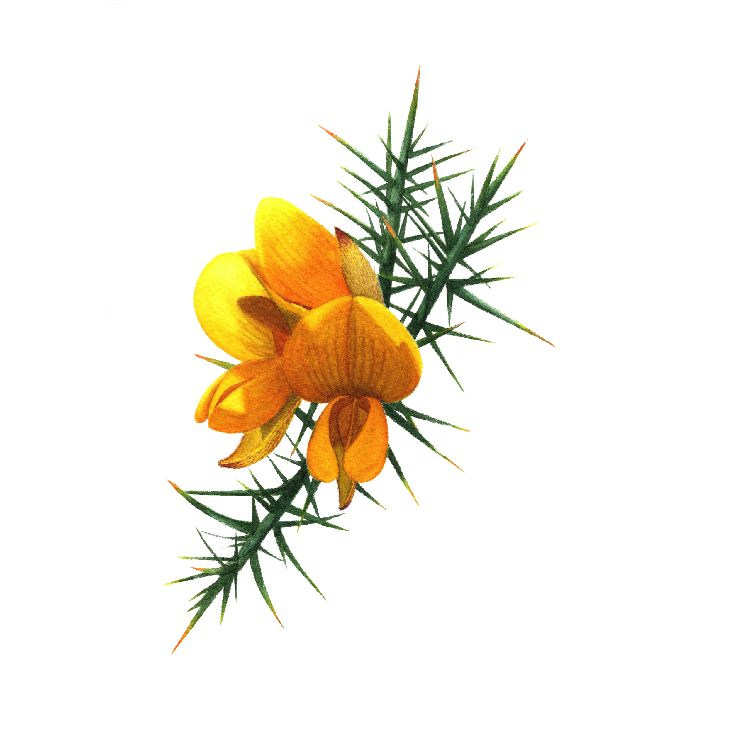 Gorse Flowers - Fine Art Print