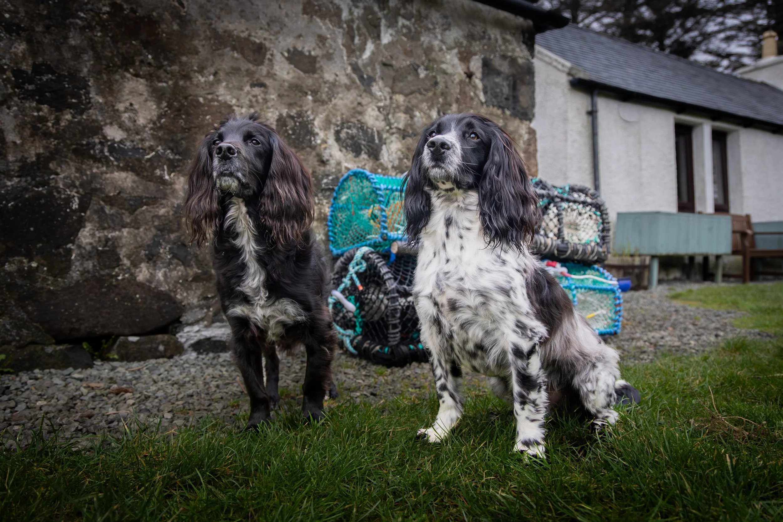 Merle Springer Our Story — Living The Skye Life