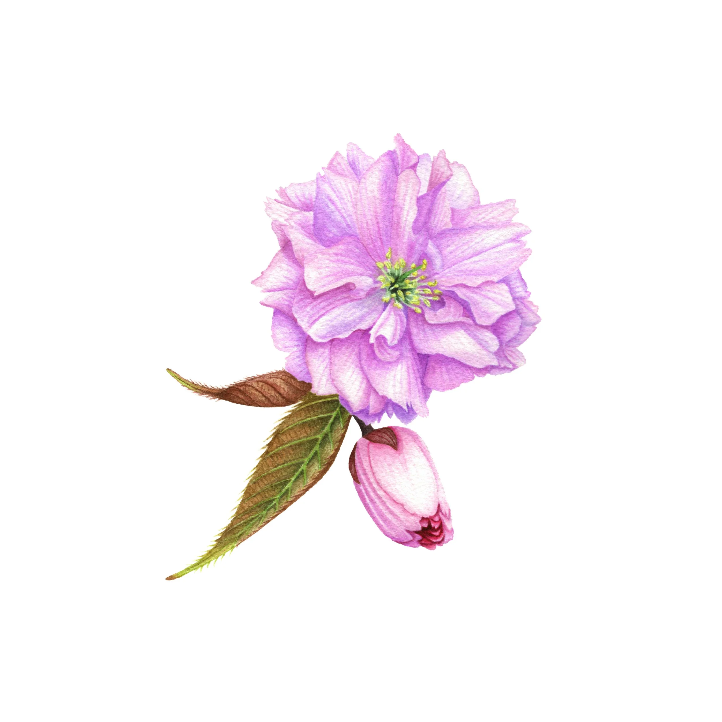 Cherry Blossom - Fine Art Print