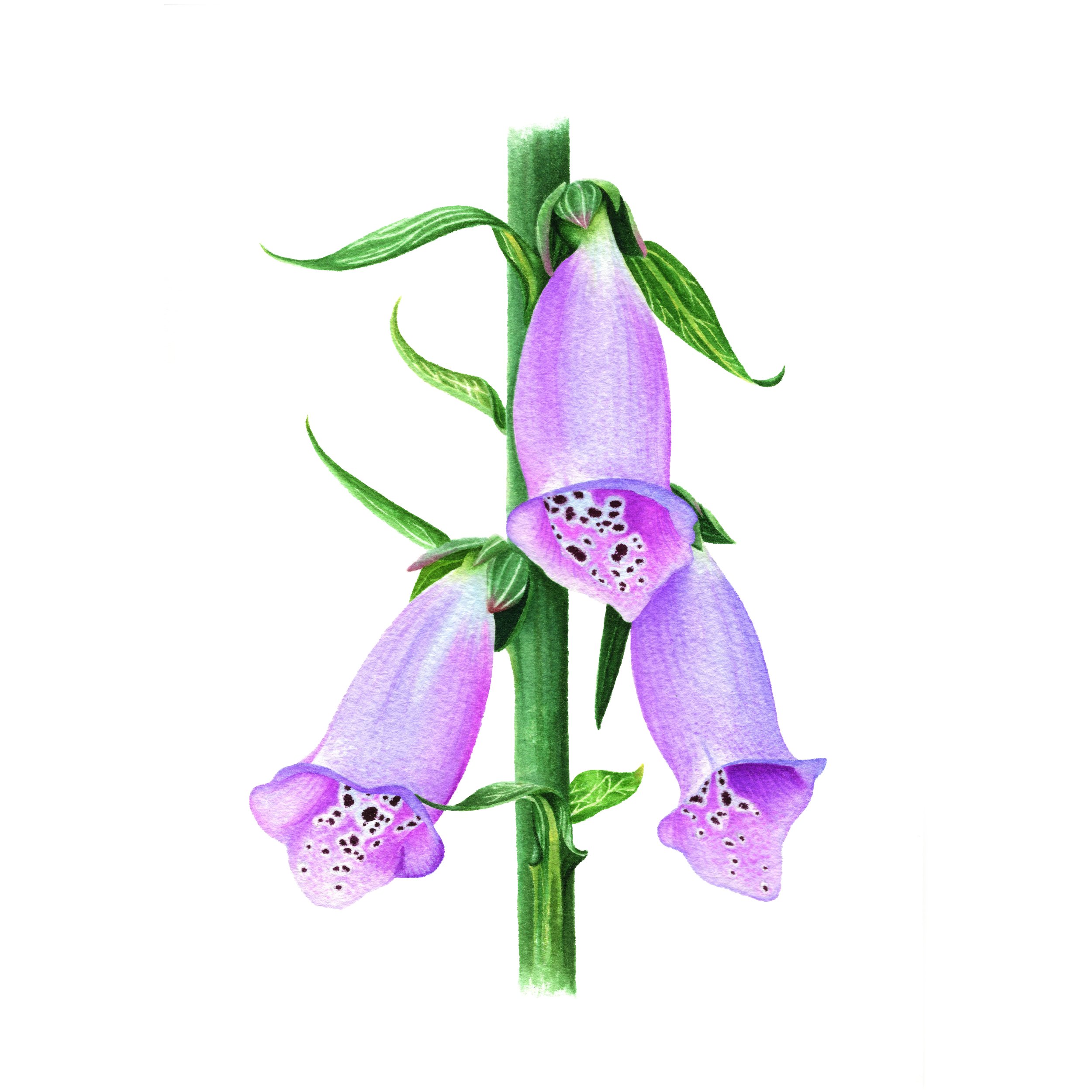 Foxglove Flowers - Fine Art Print