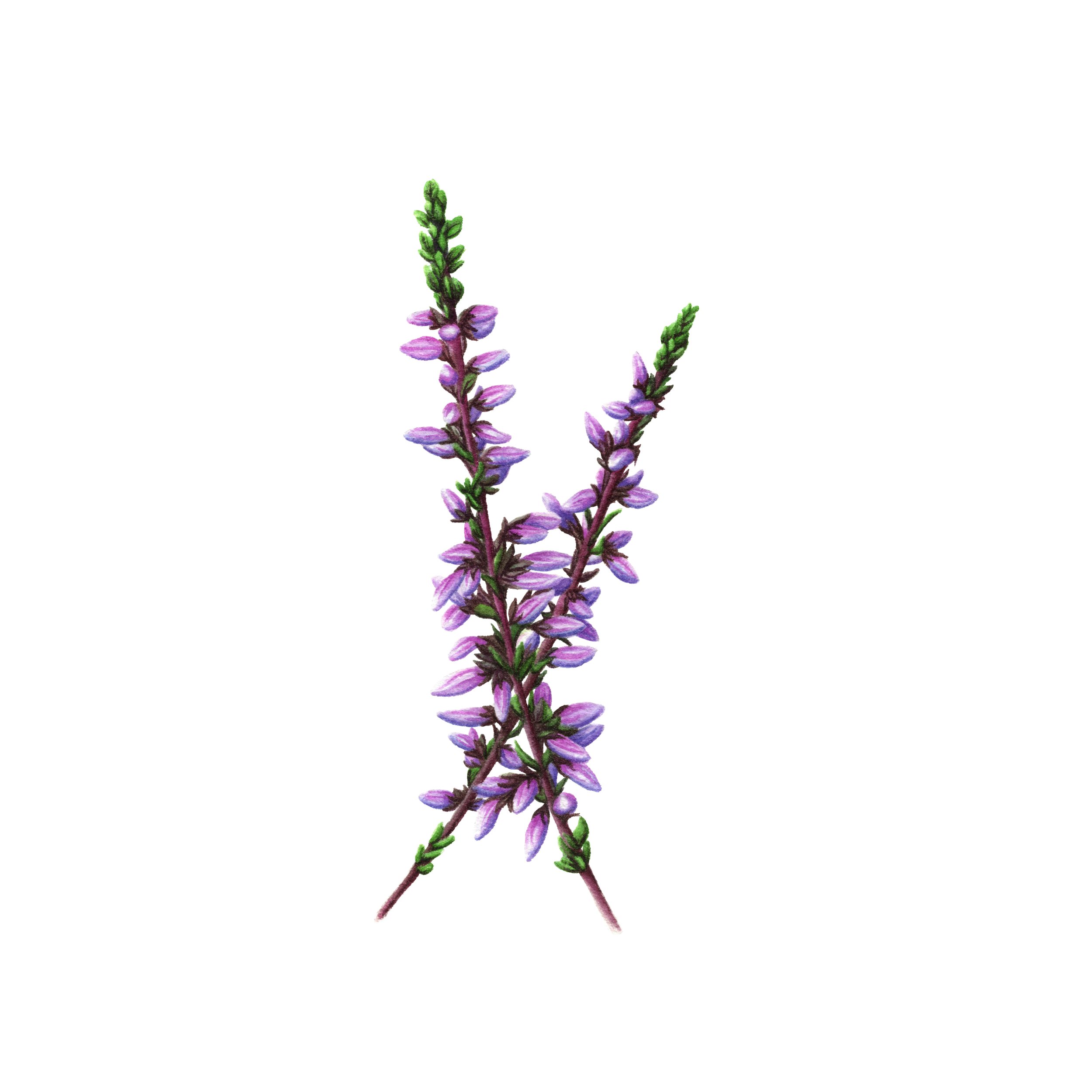 Scottish Ling Heather - Fine Art Print