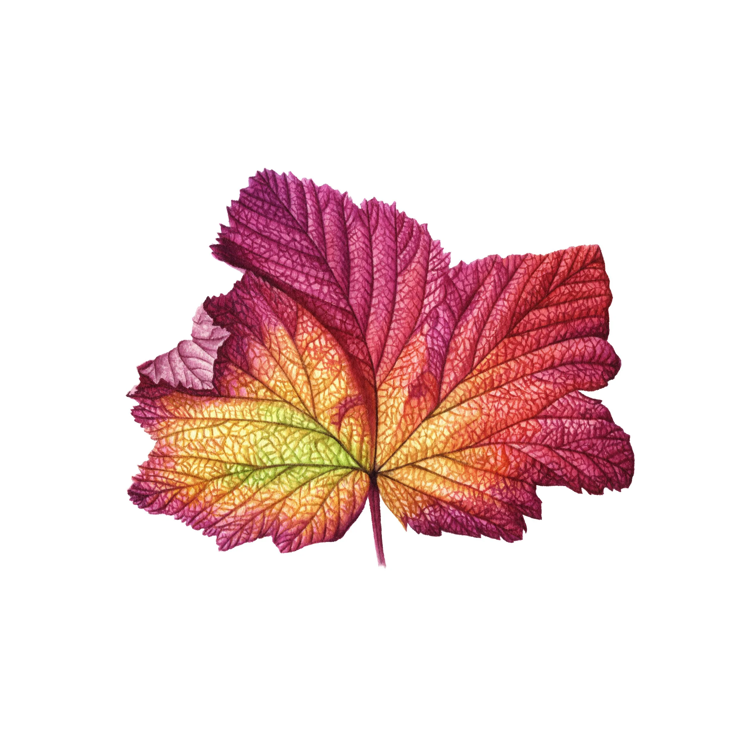 Autumn Leaf - Fine Art Print