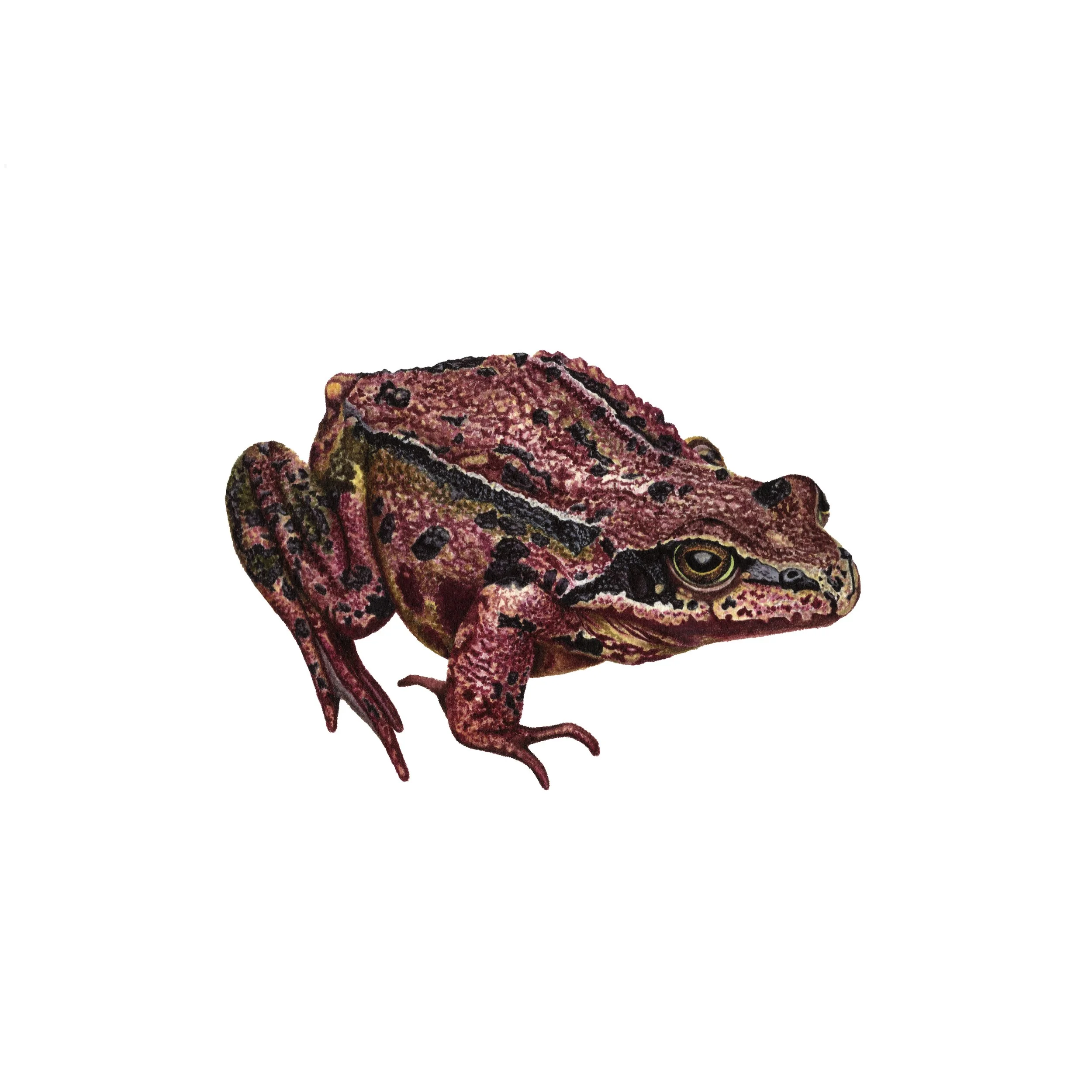Common Frog - Fine Art Print