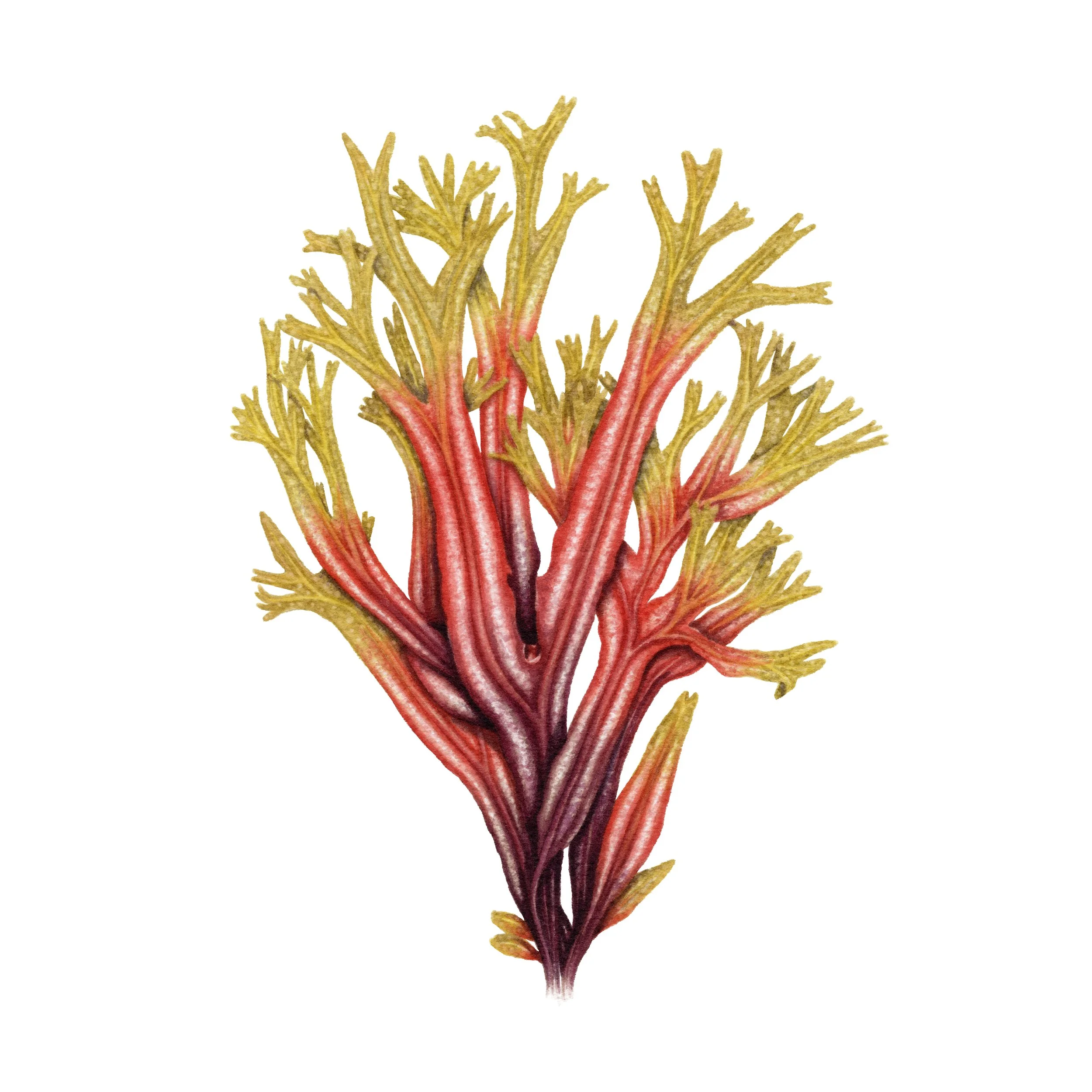 Horned Wrack Seaweed - Fine Art Print