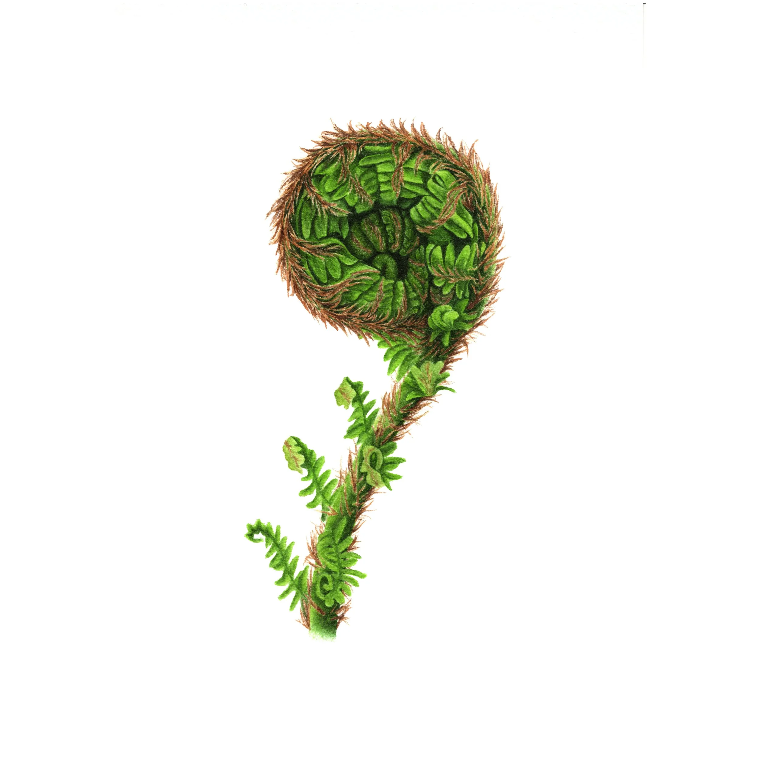 Fern Shoot - Fine Art Print