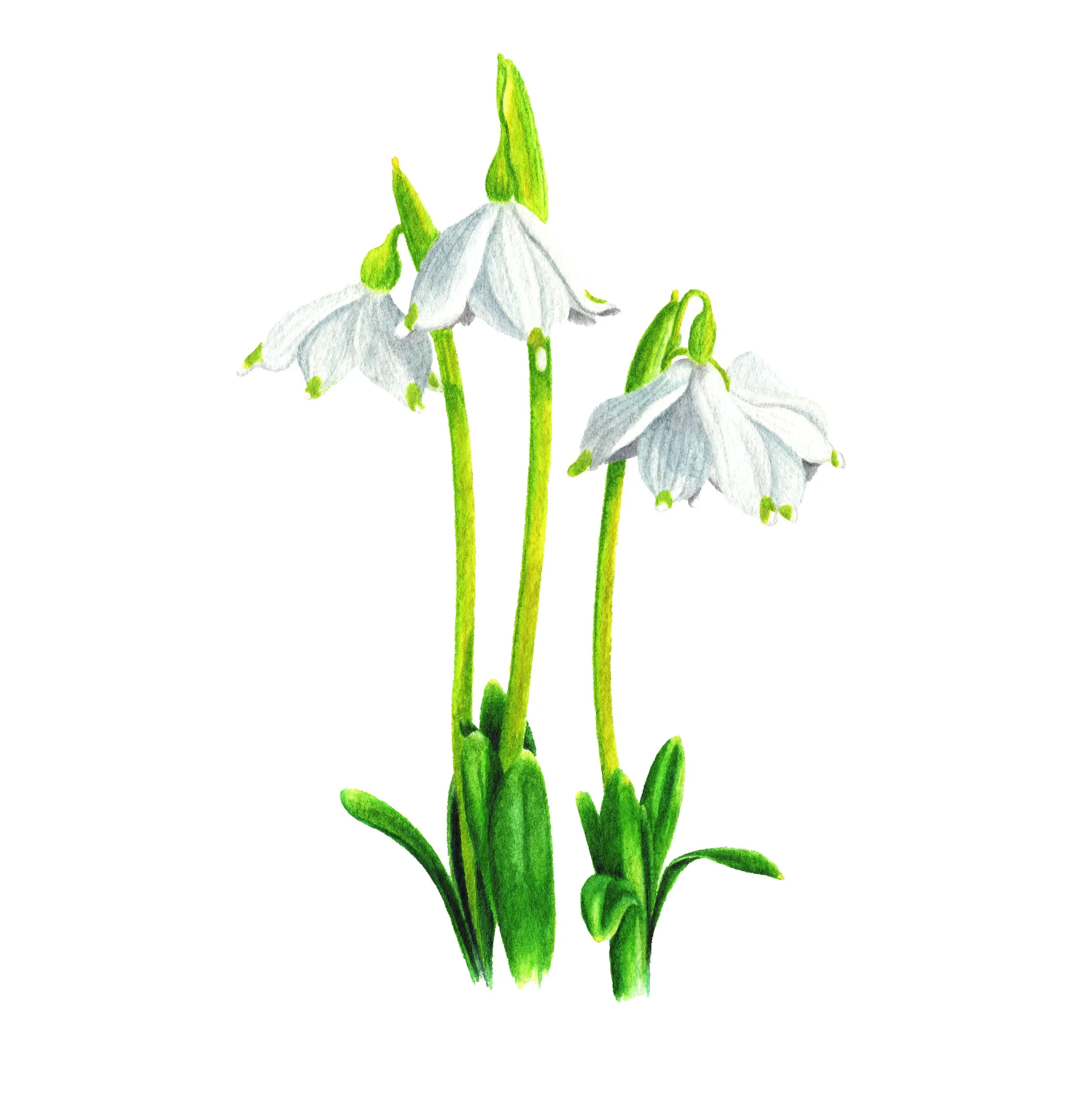 Snowdrop Flowers - Fine Art Print