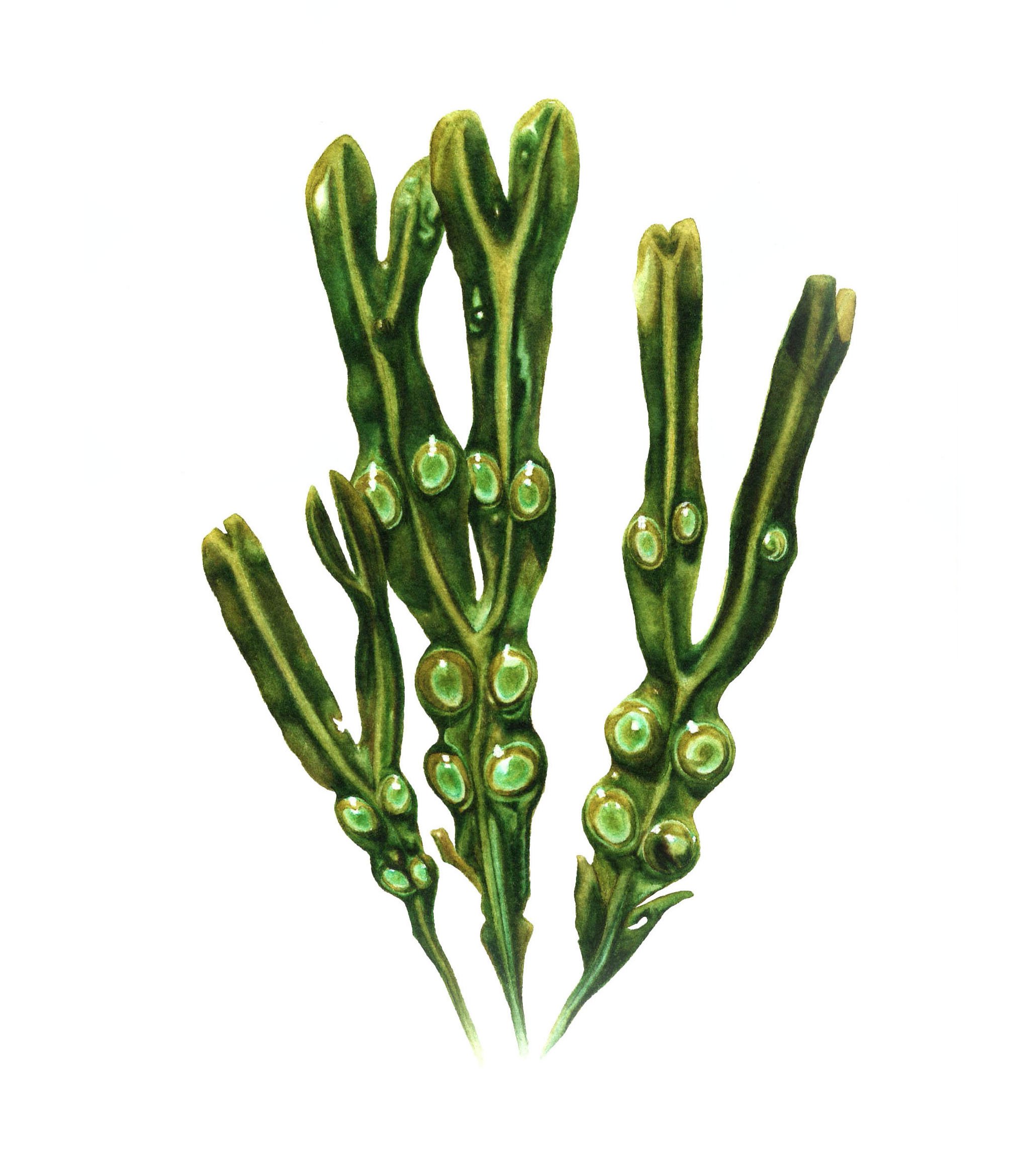 Bladderwrack Seaweed - Fine Art Print