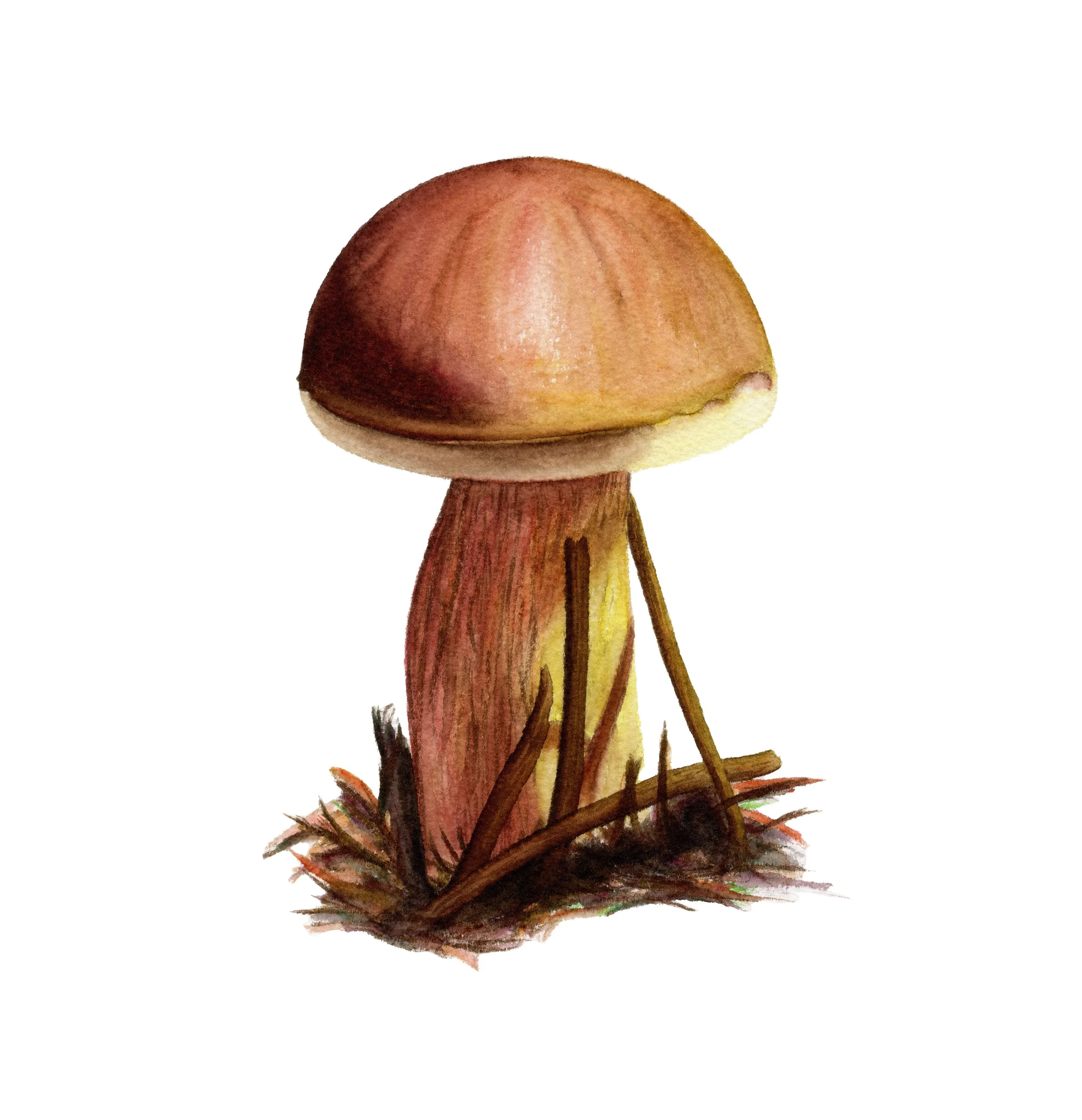 Cep Mushroom - Fine Art Print