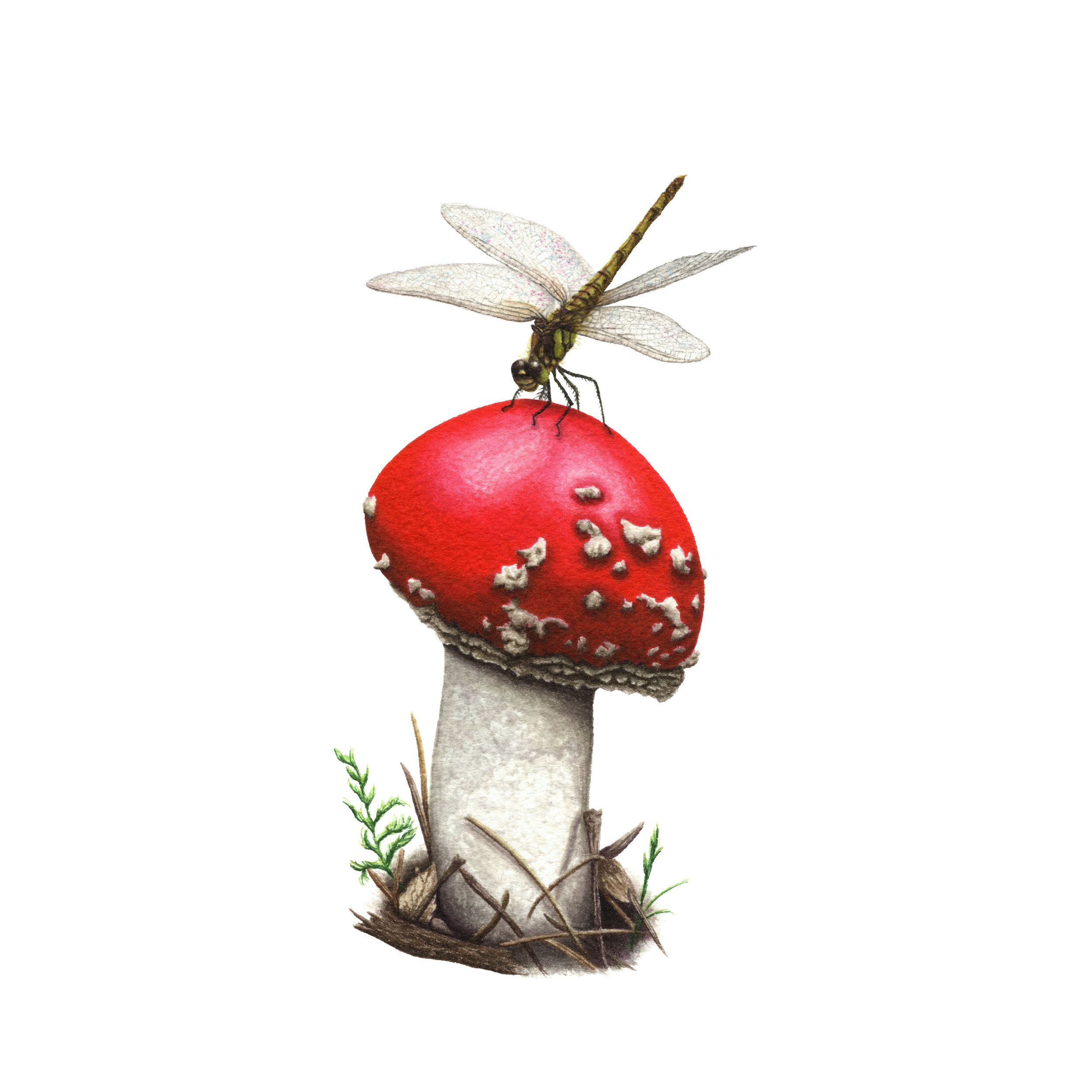 Dragonfly On Mushroom - Fine Art Print