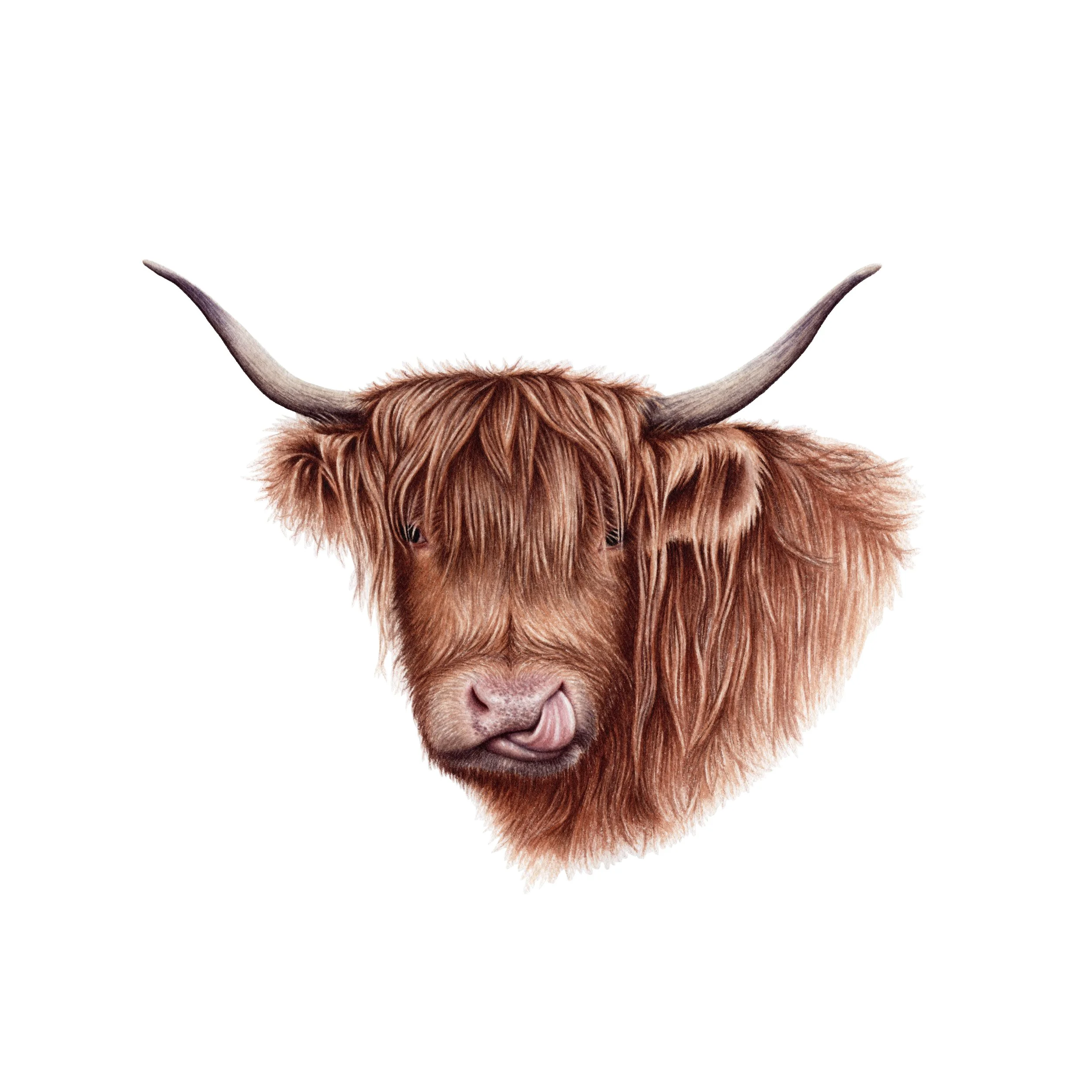 Nosey Highland Cow - Fine Art Print