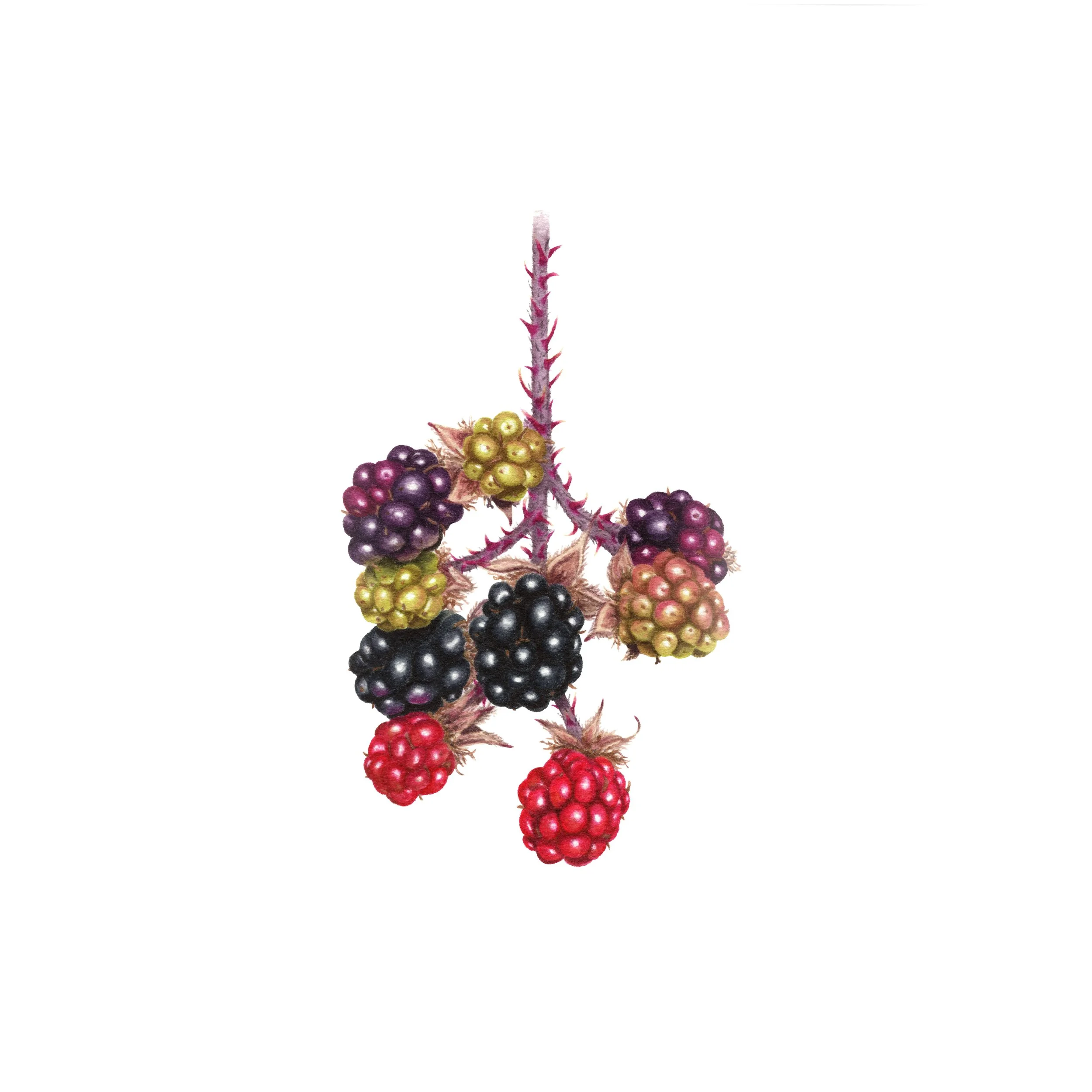 Brambles - Fine Art Print