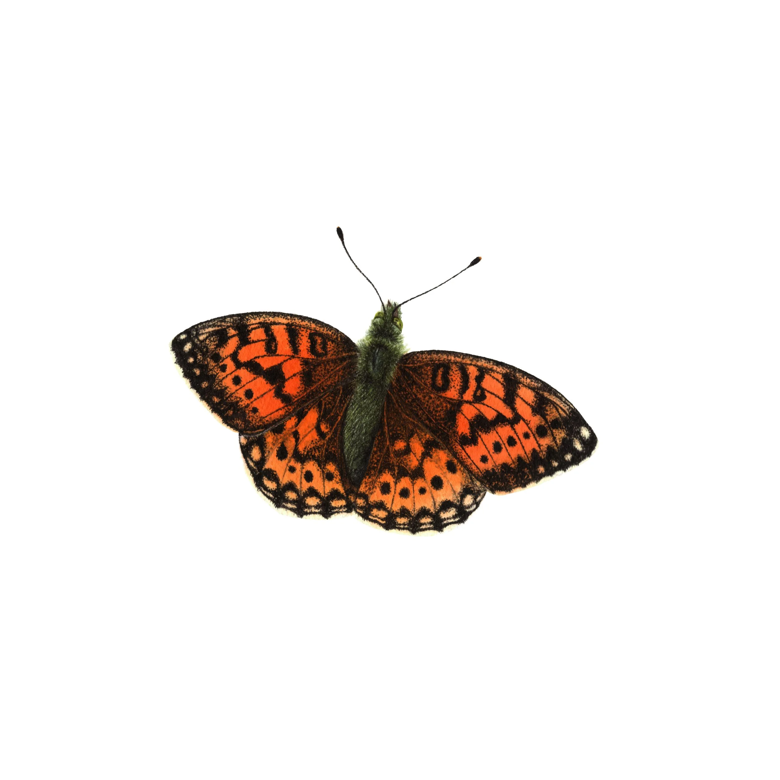 Fritillary Butterfly- Fine Art Print