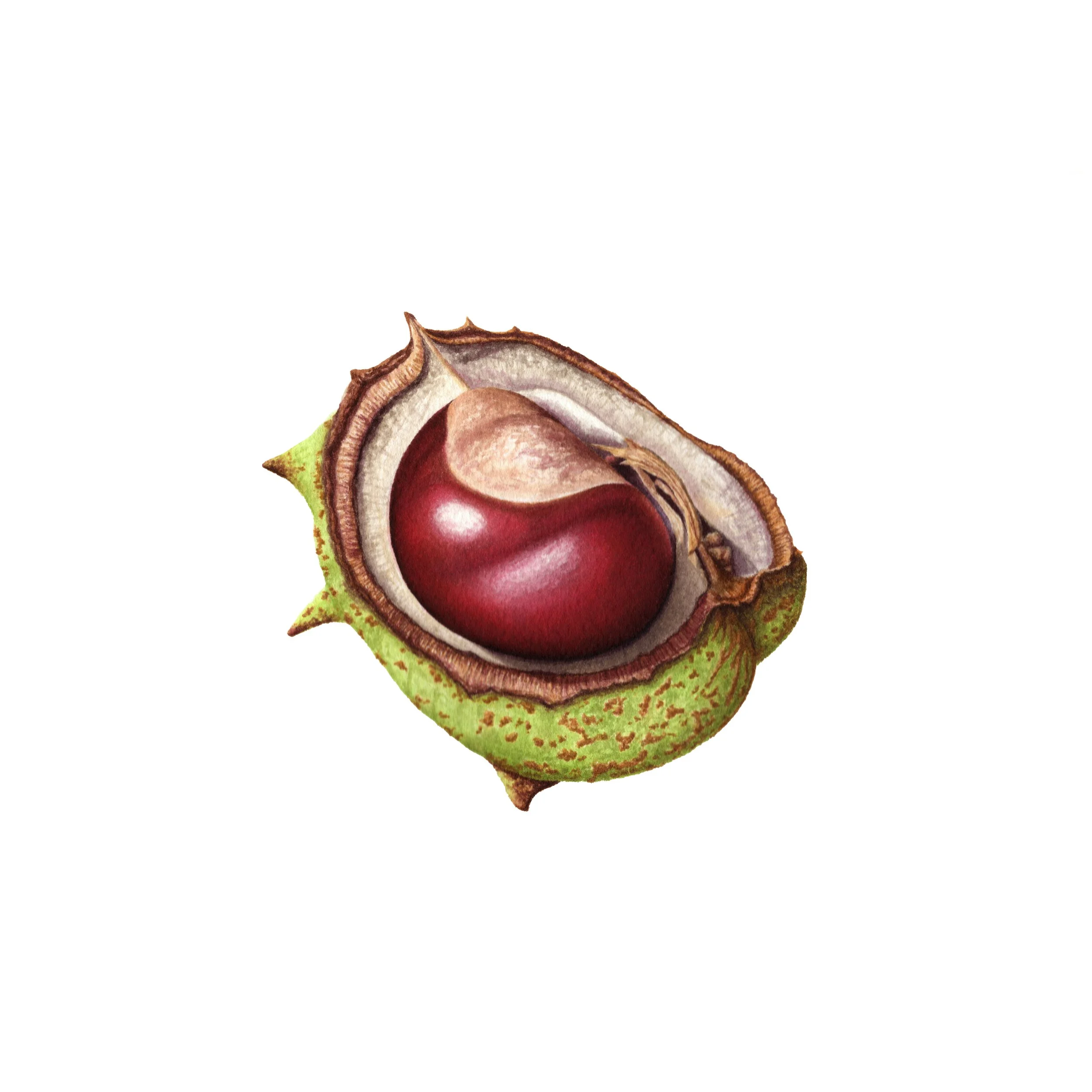 Conker - Fine Art Print