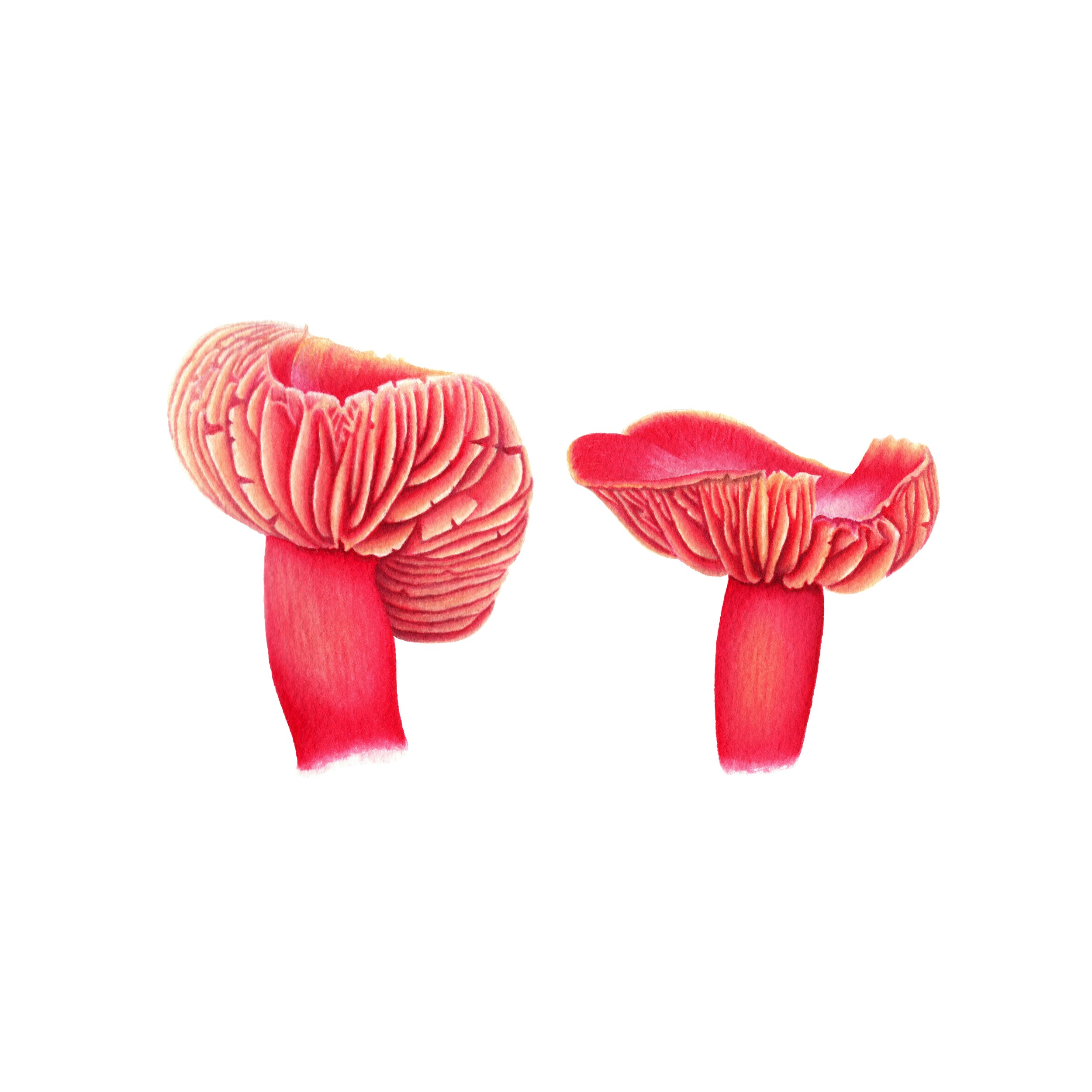 Scarlet Waxcap Mushrooms - Fine Art Print