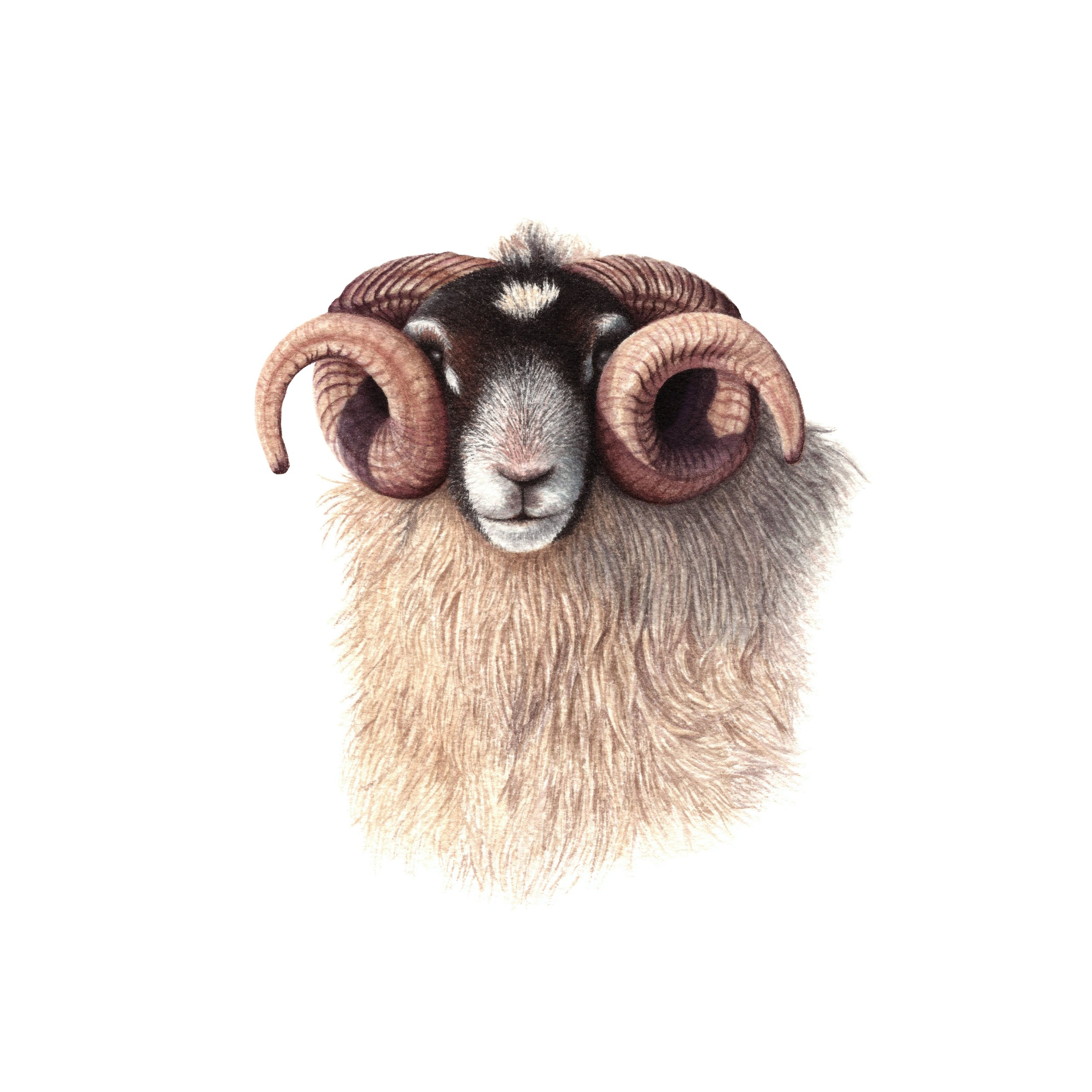 Scottish Sheep - Fine Art Print