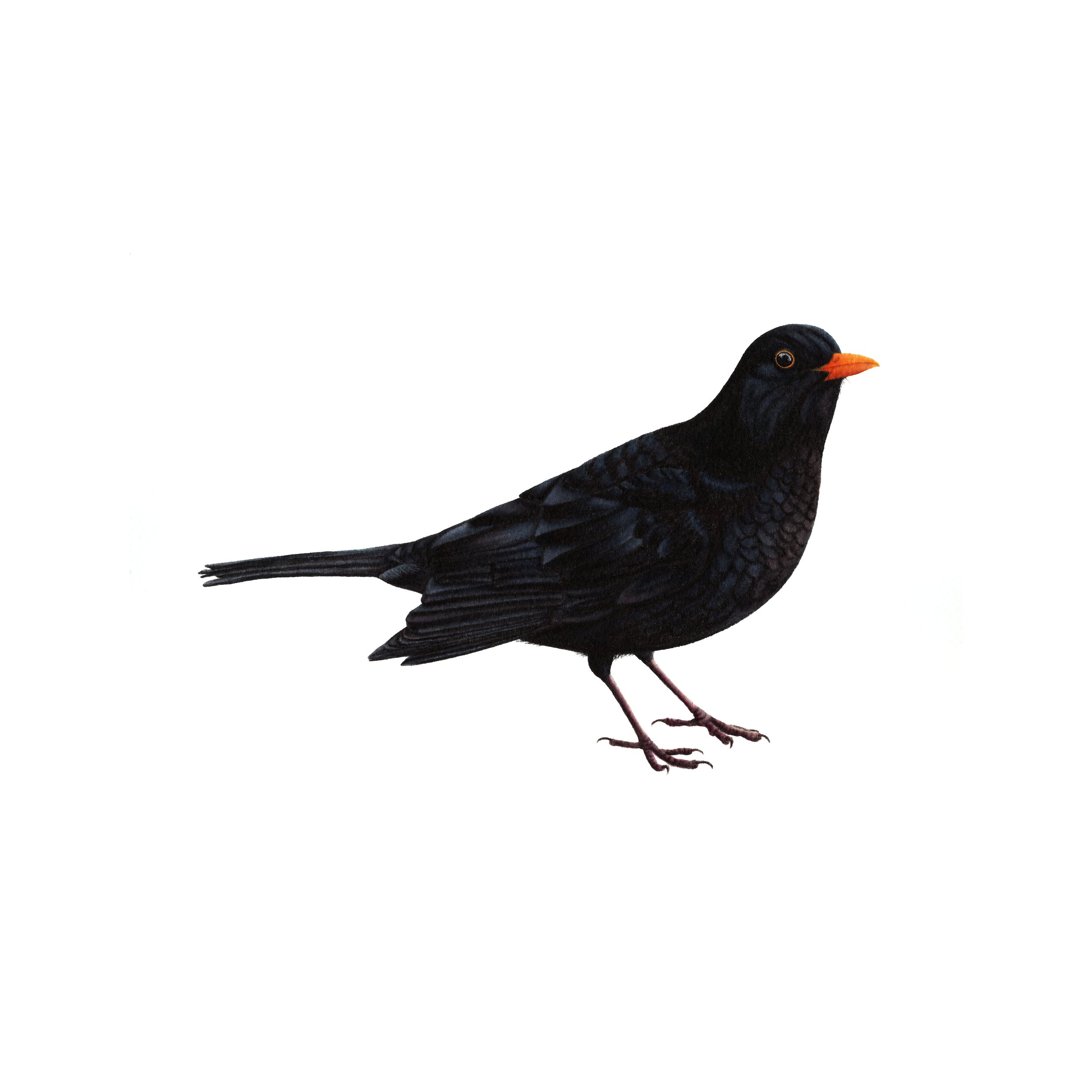 Blackbird - Fine Art Print