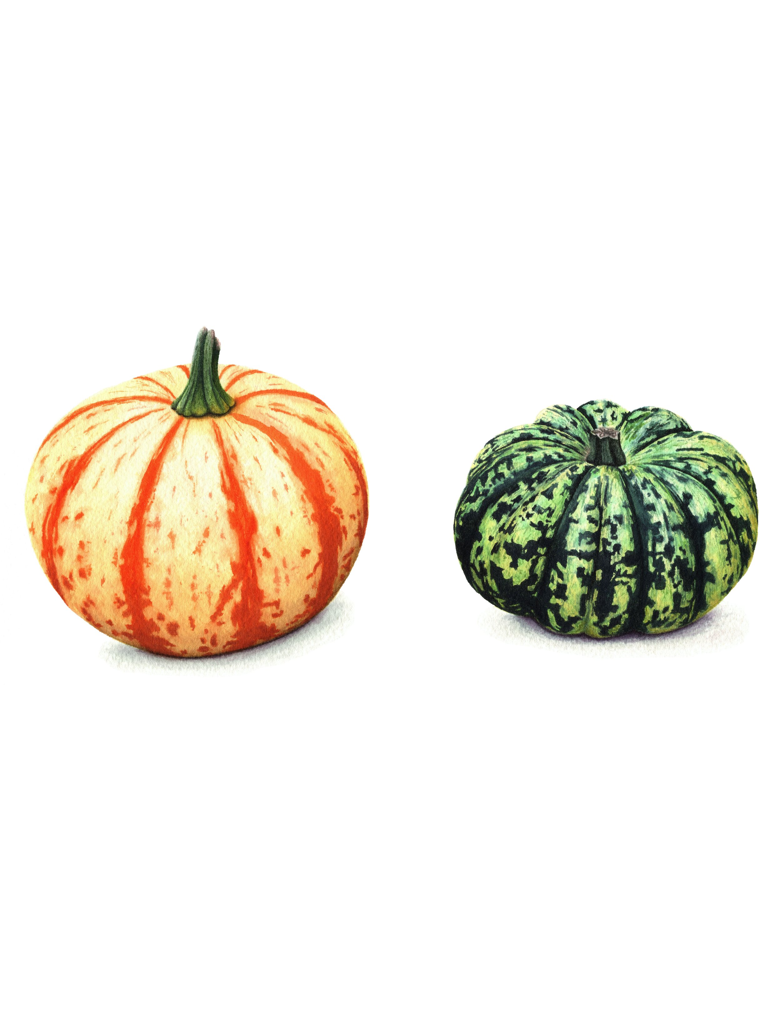 Pair Of Pumpkins - Fine Art Print