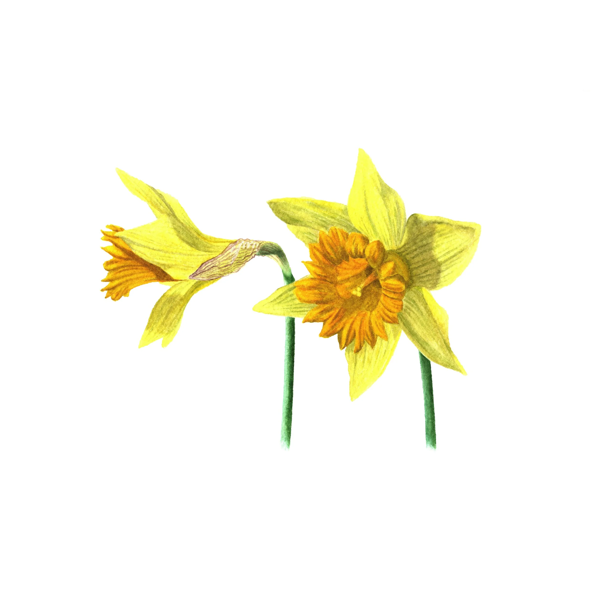Wild Daffodils - Fine Art Print