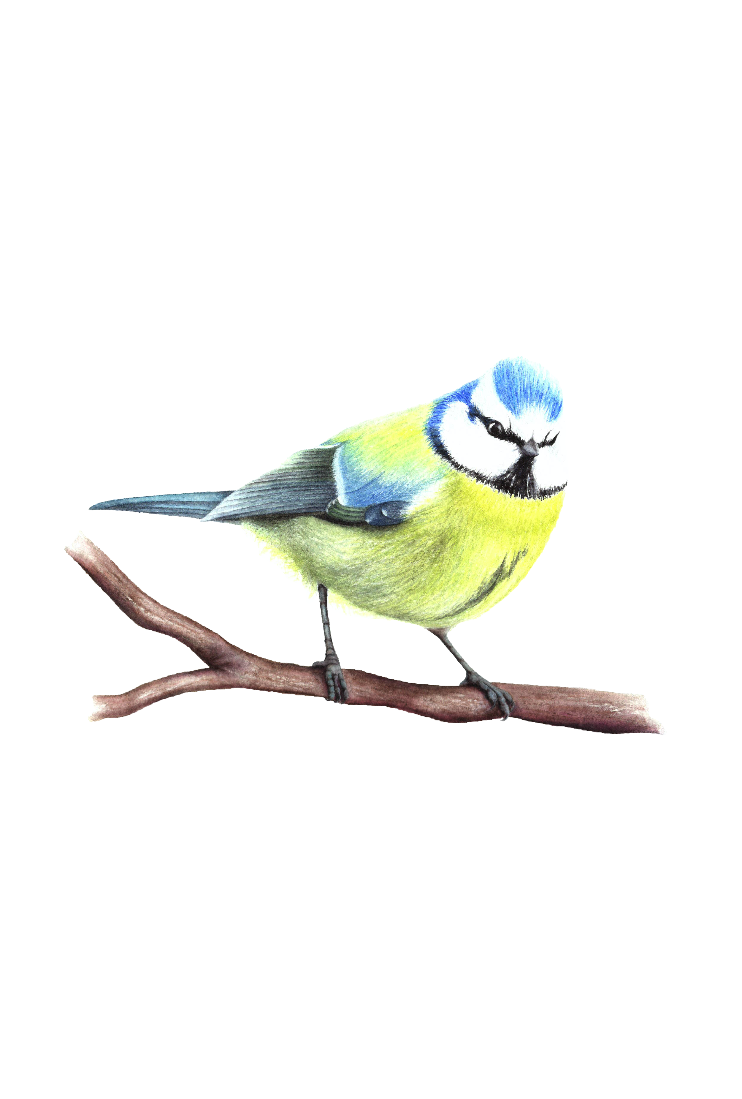 Blue Tit - Fine Art Print