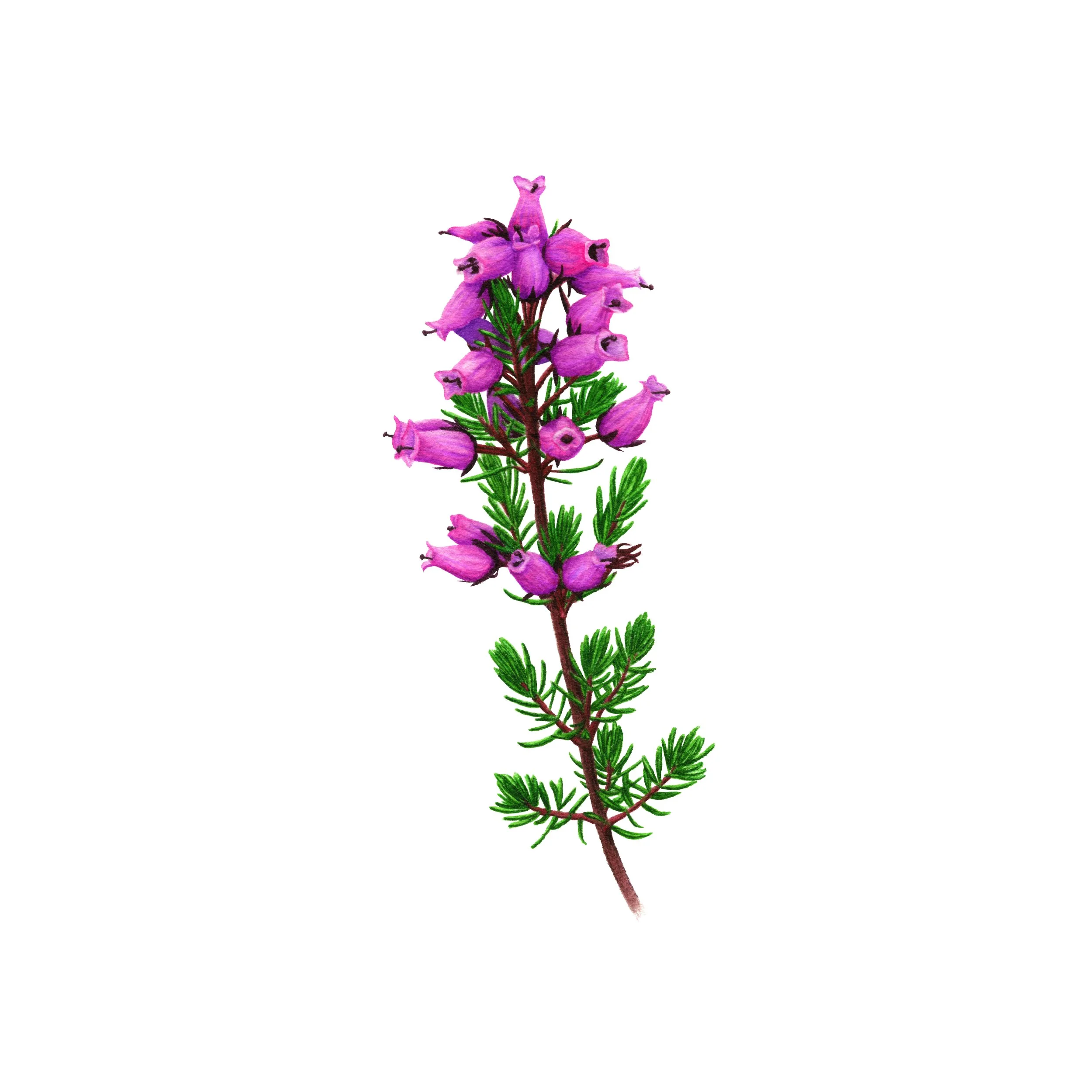 Scottish Bell Heather - Fine Art Print