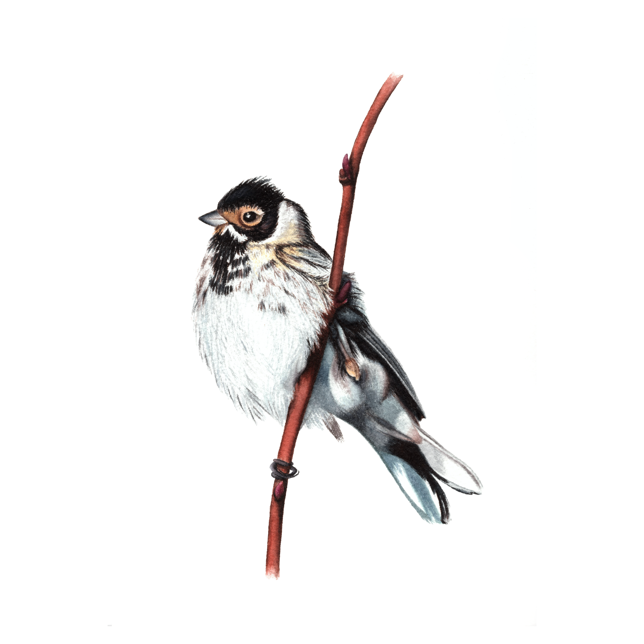 Reed Bunting - Fine Art Print