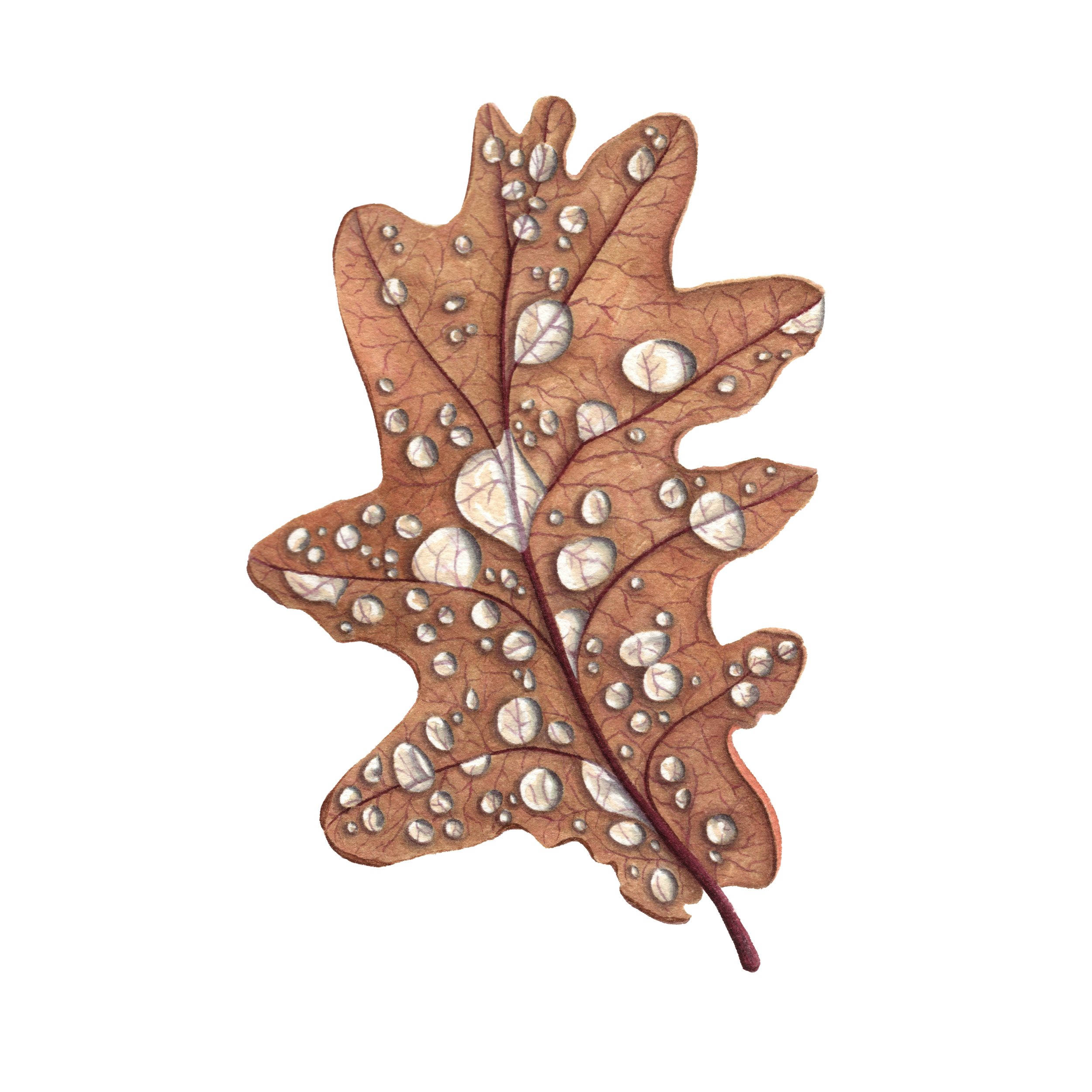 Oak Leaf & Waterdrops - Fine Art Print