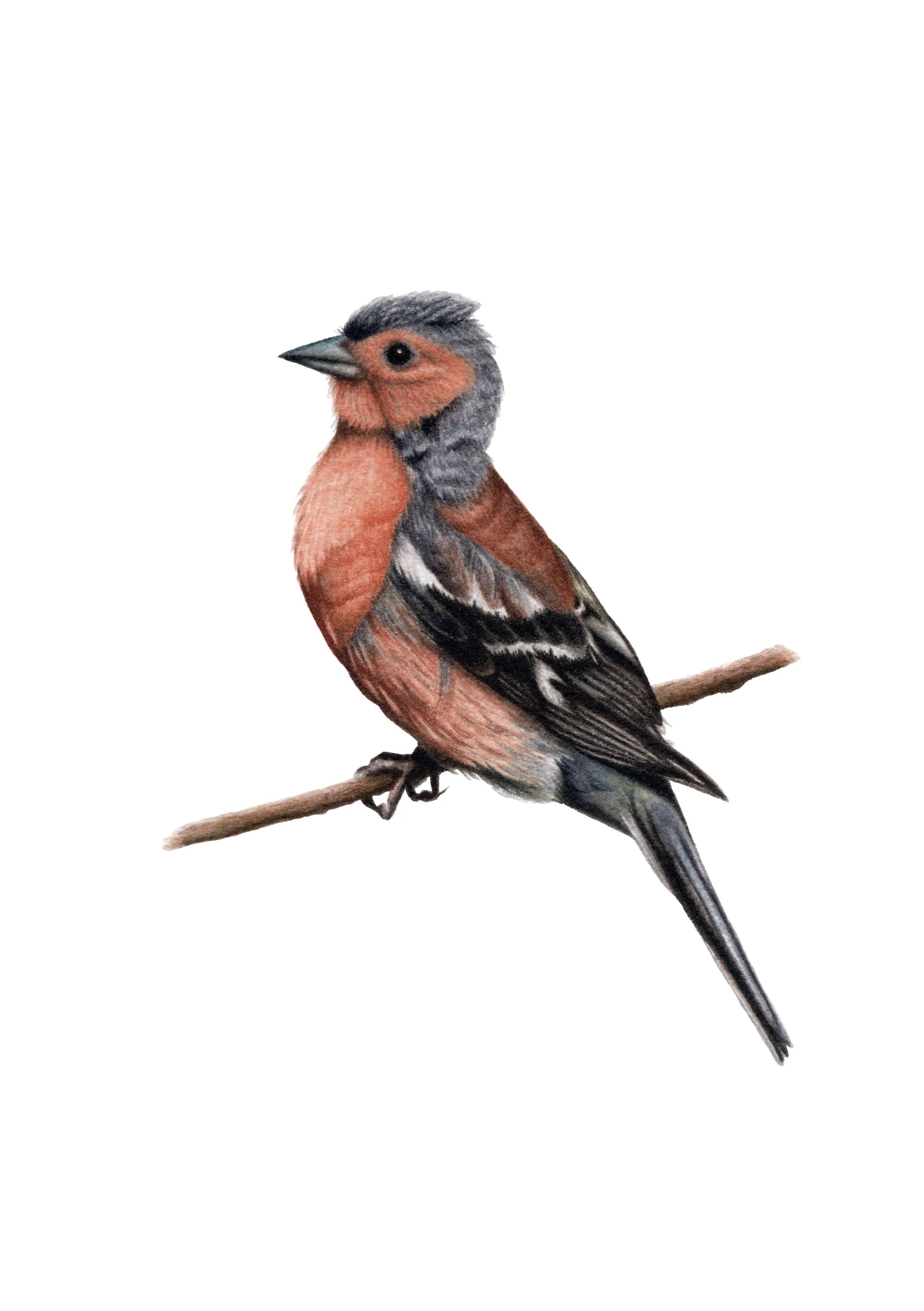 Chaffinch - Fine Art Print