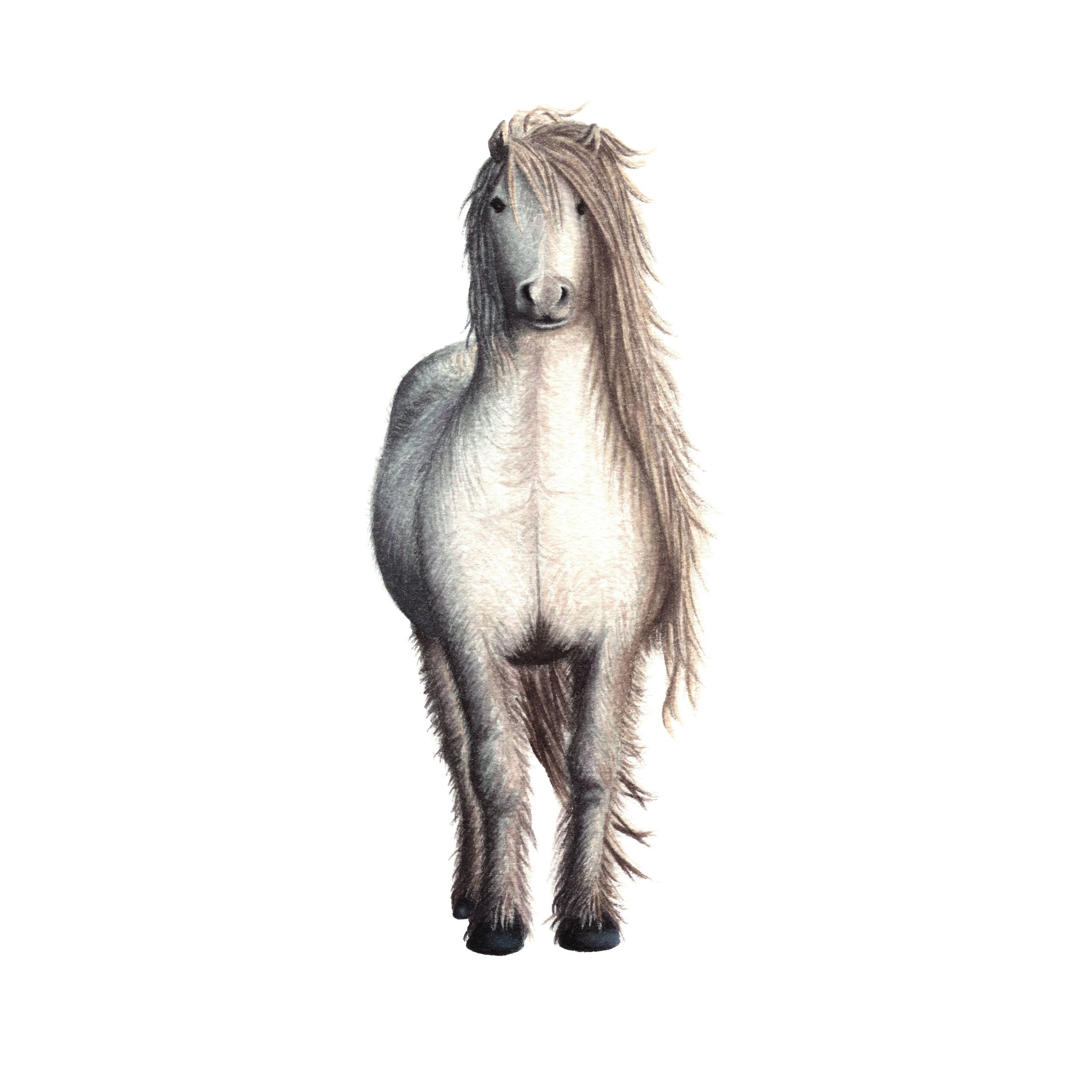 Highland Pony - Fine Art Print
