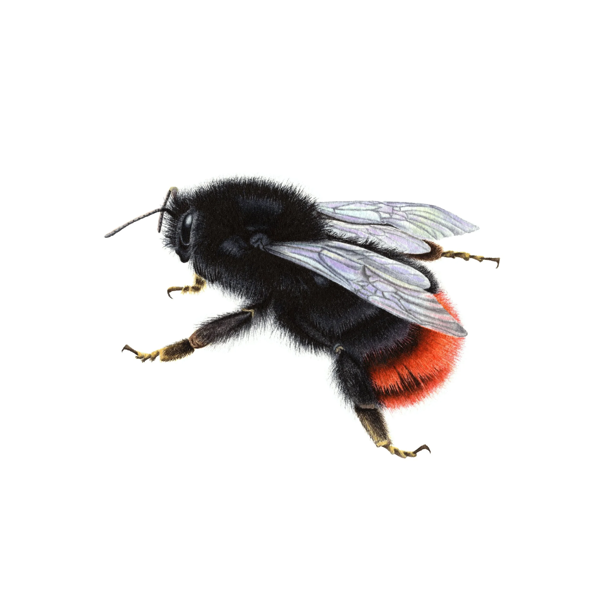 Red Tailed Bumblebee - Fine Art Print